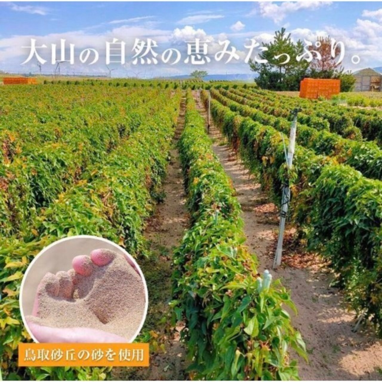 【家庭用】砂丘ながいも　長芋　とりたて 5kg程度　とろろ　ねばり　山芋　根菜