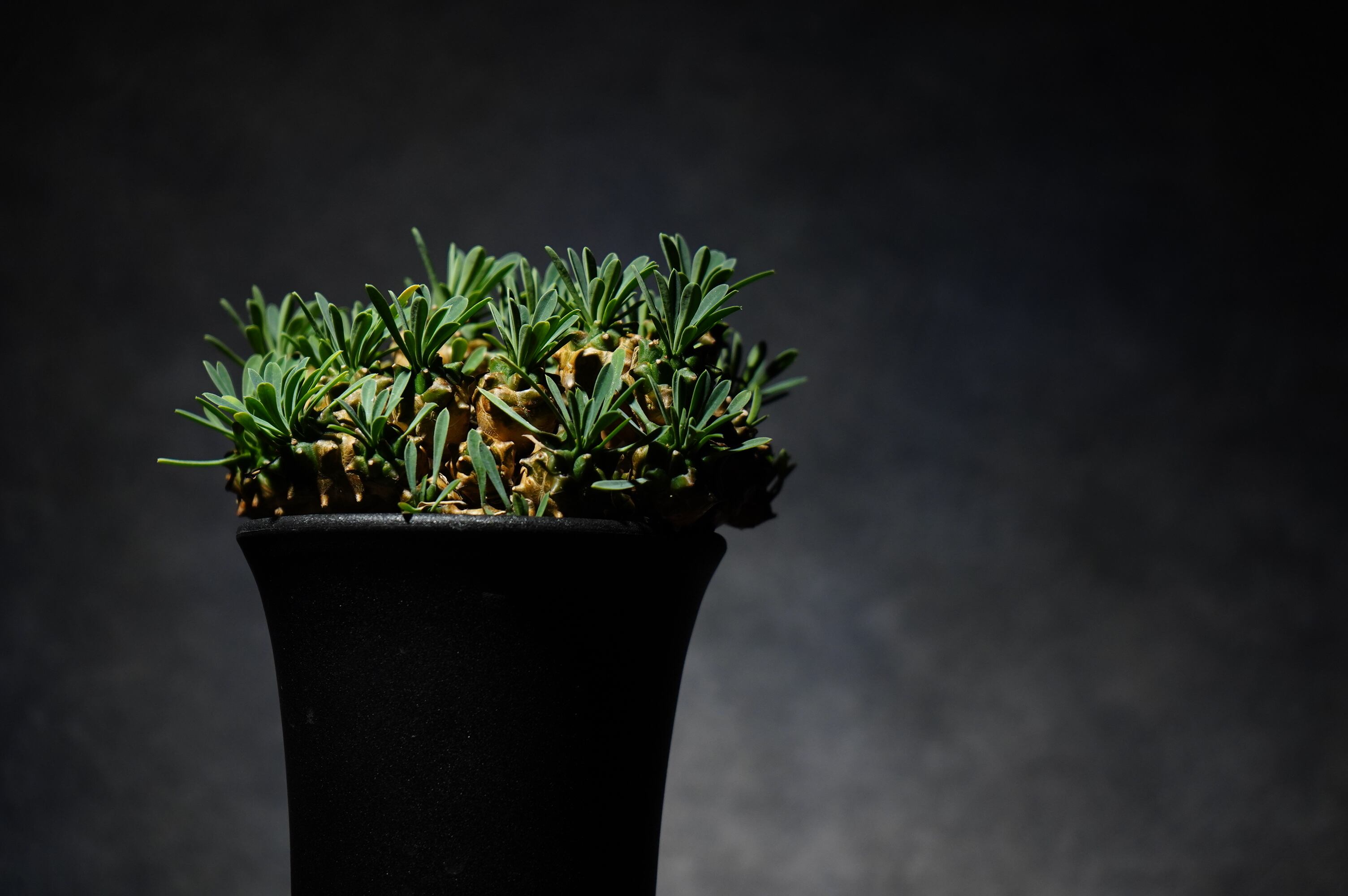 ユーフォルビア 峨眉山 | N collect plants