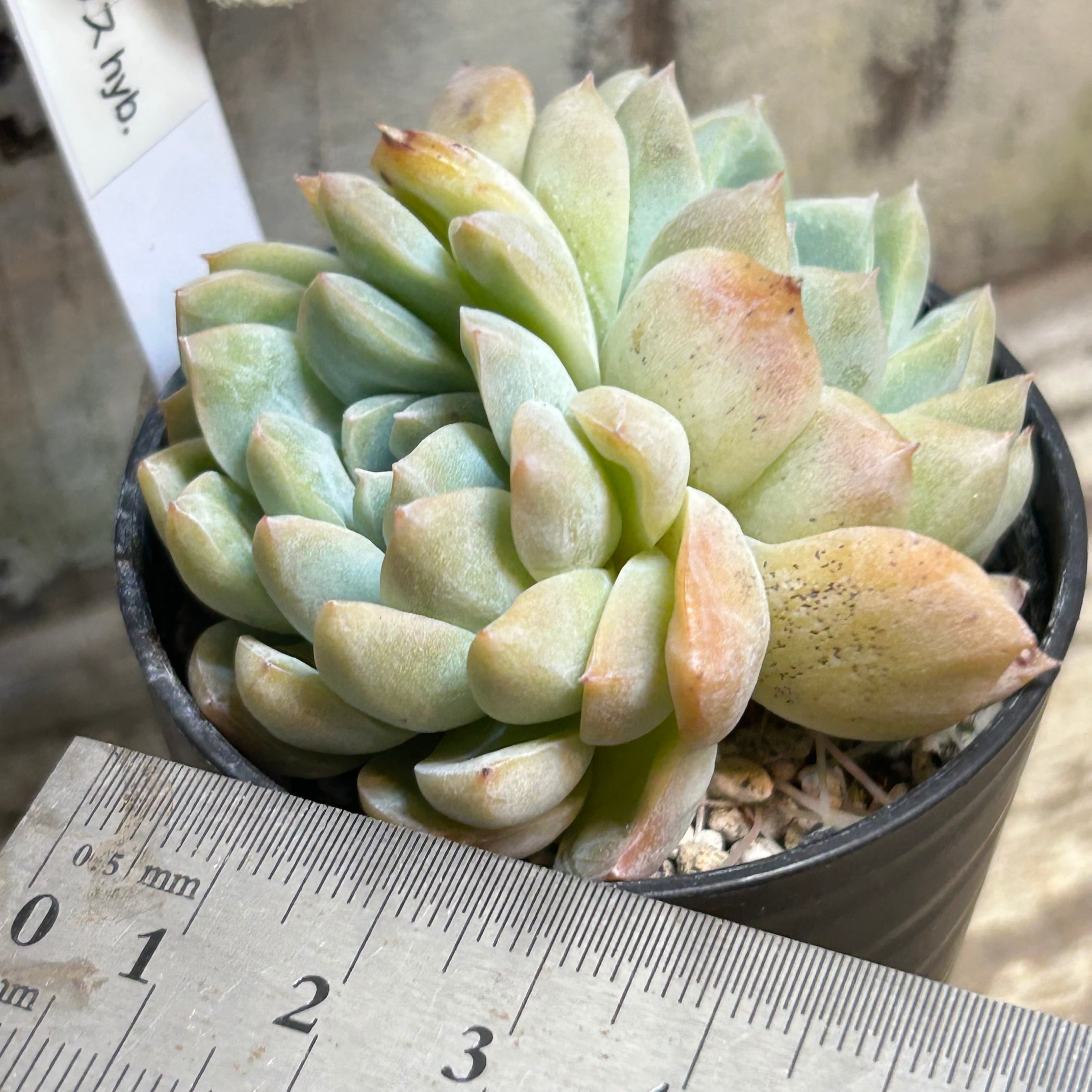 マクドガリー× ヒューミリス 多肉植物 多肉植物 ヒューミリス 新入荷 るる農園 | るる農園~多肉植物専門