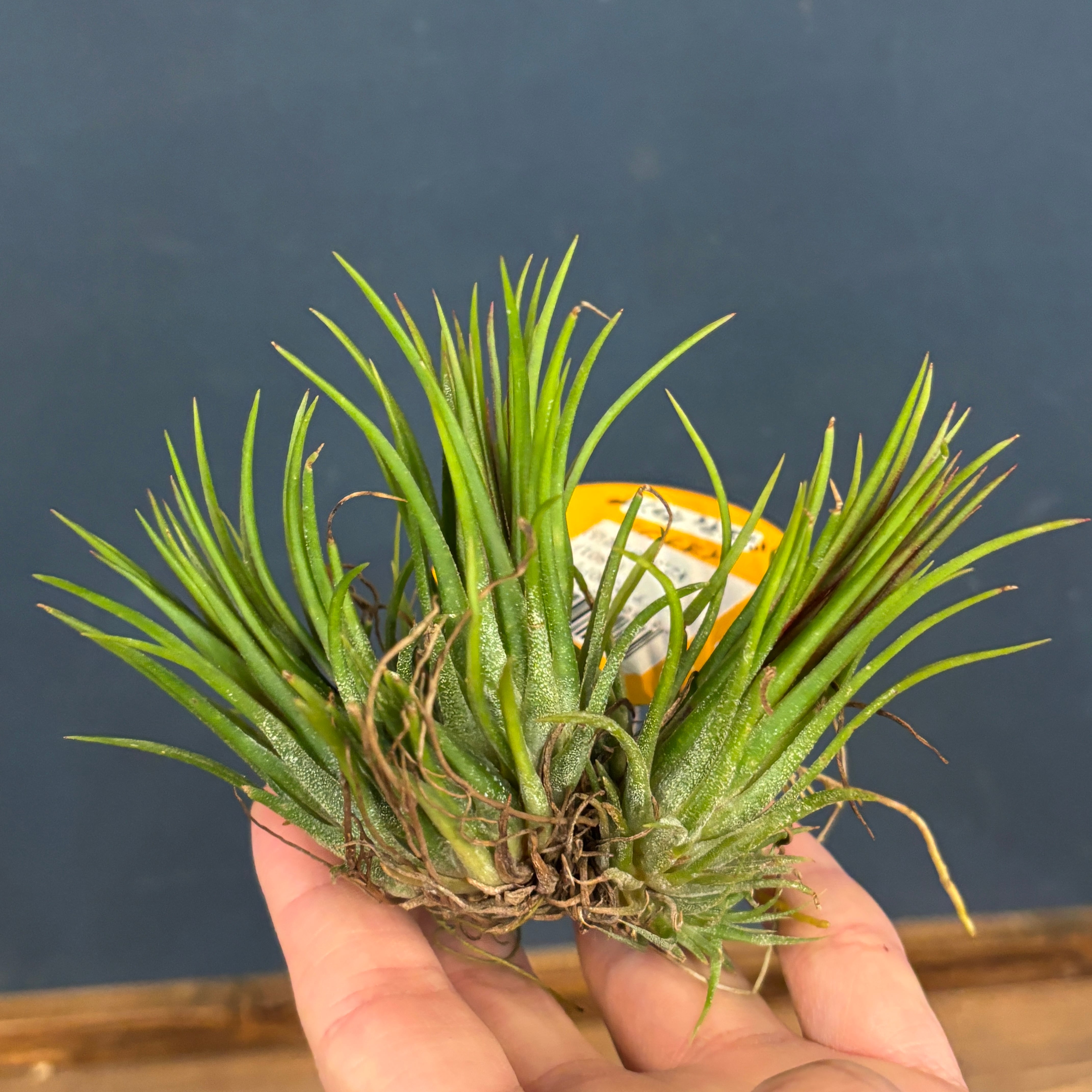 チランジア バラエティクランプ【288】