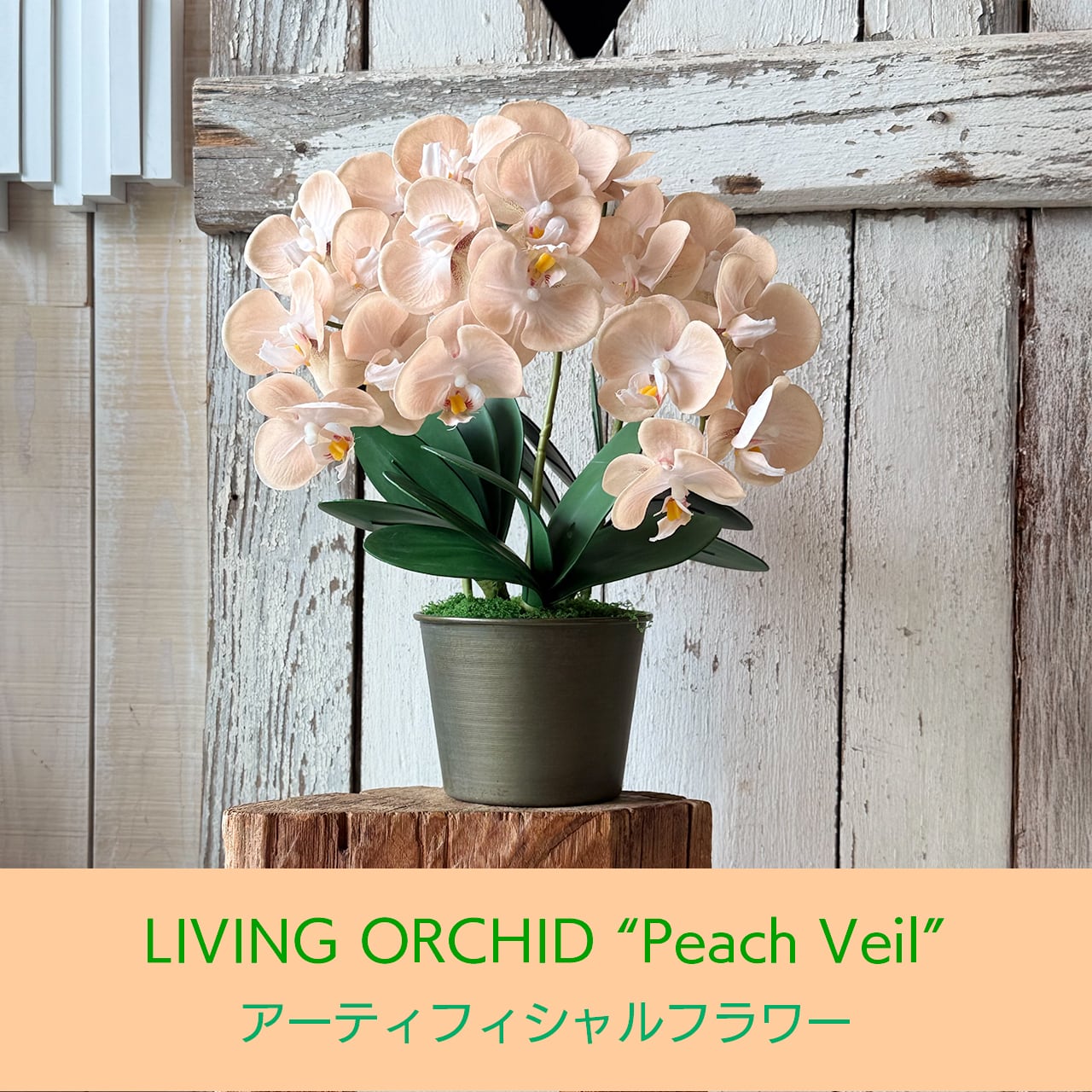 アーティフィシャルフラワー LIVING ORCHID “Peach Veil” 「光をまとう