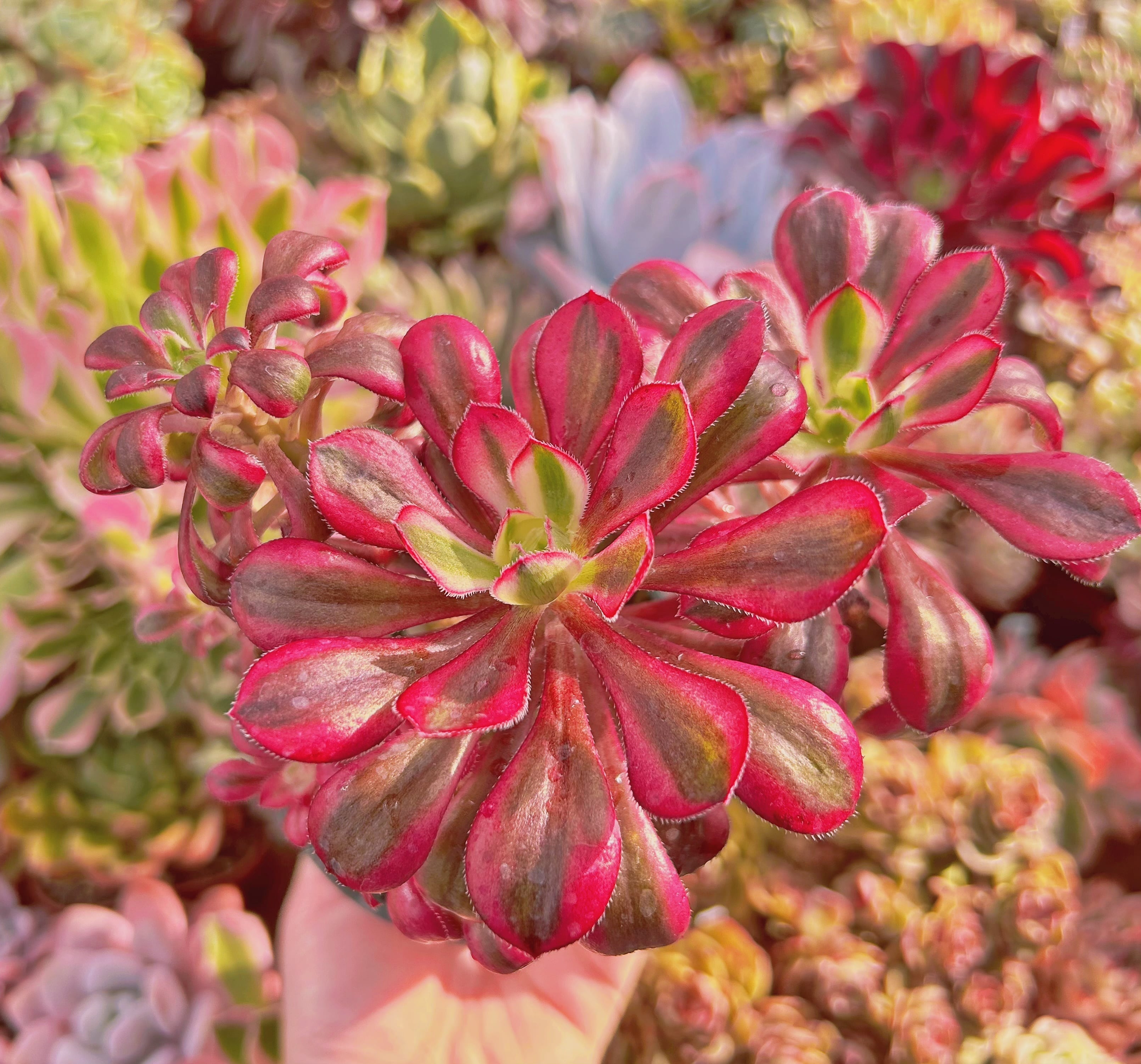 #932現物　多肉植物　Aeonium 紅銅壺錦　抜き苗
