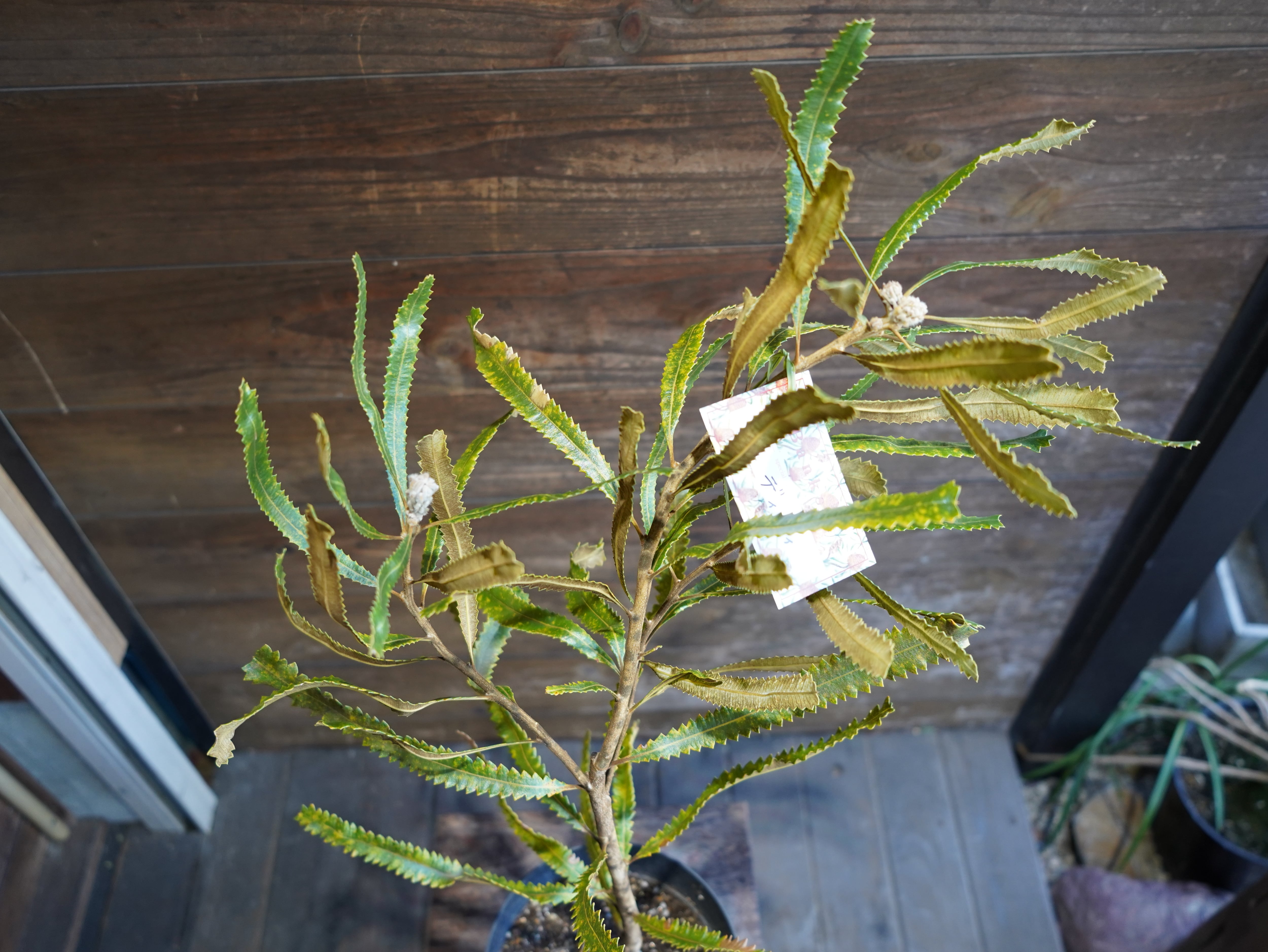 【現物】バンクシア　”バーデッティ”　B