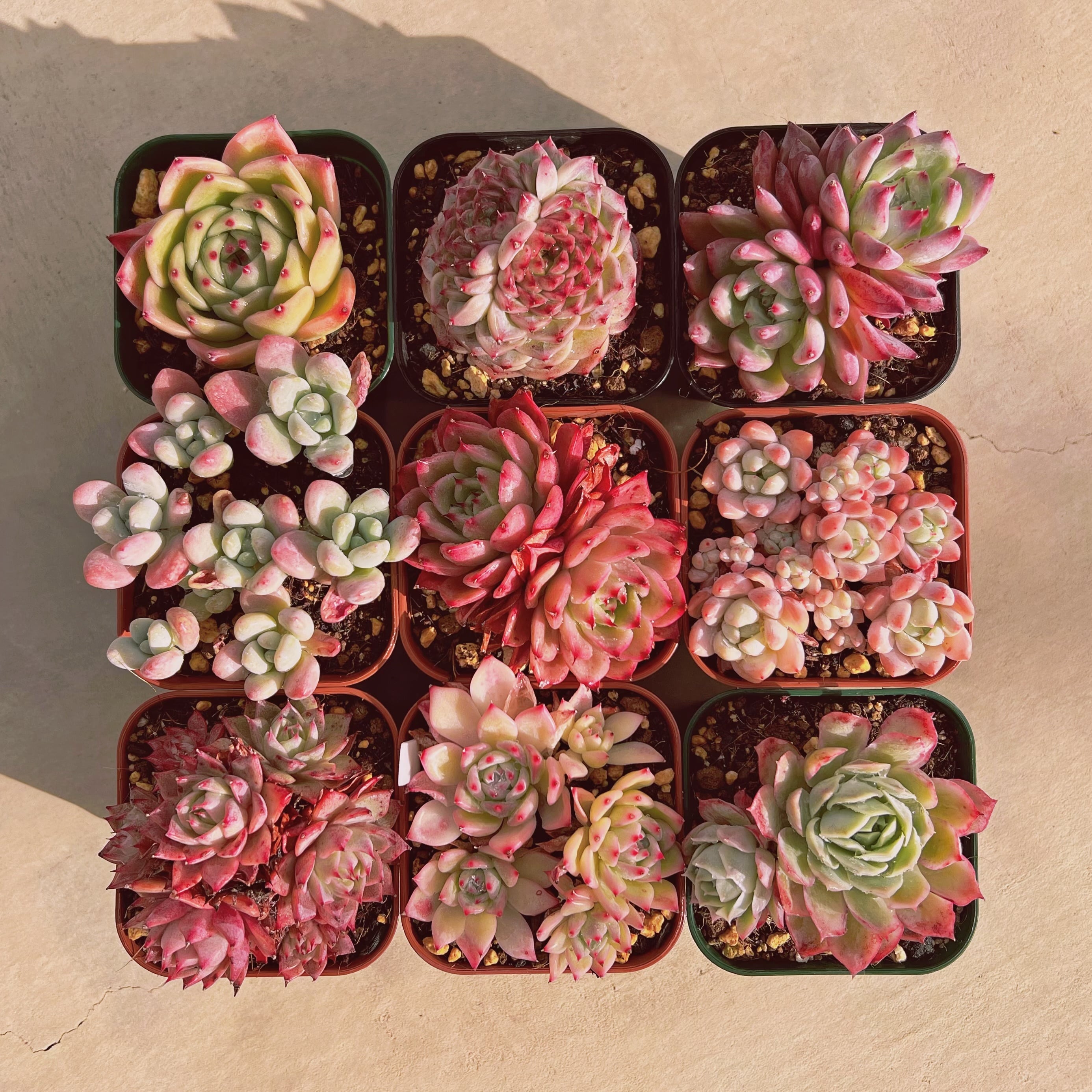 セット028(1月26日base販売会)