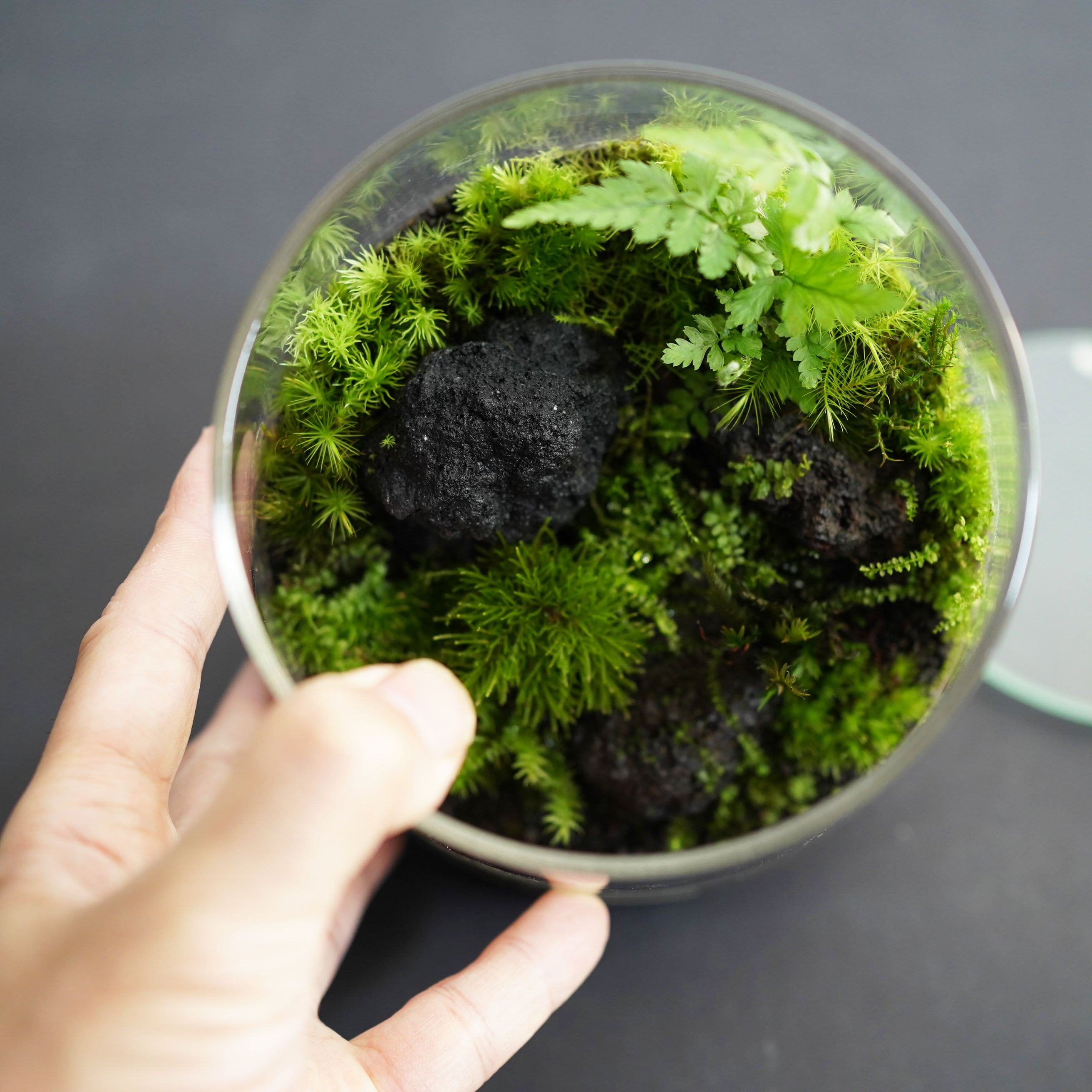 景色を楽しむ苔テラリウム】苔景-富士Fuji ◇フジノマンネングサ入り