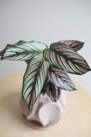 【M】カラテア ホワイトスター/Calathea White star