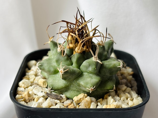 Turbinicarpus alonsoi ツルビニカルプス アロンソイ サボテン