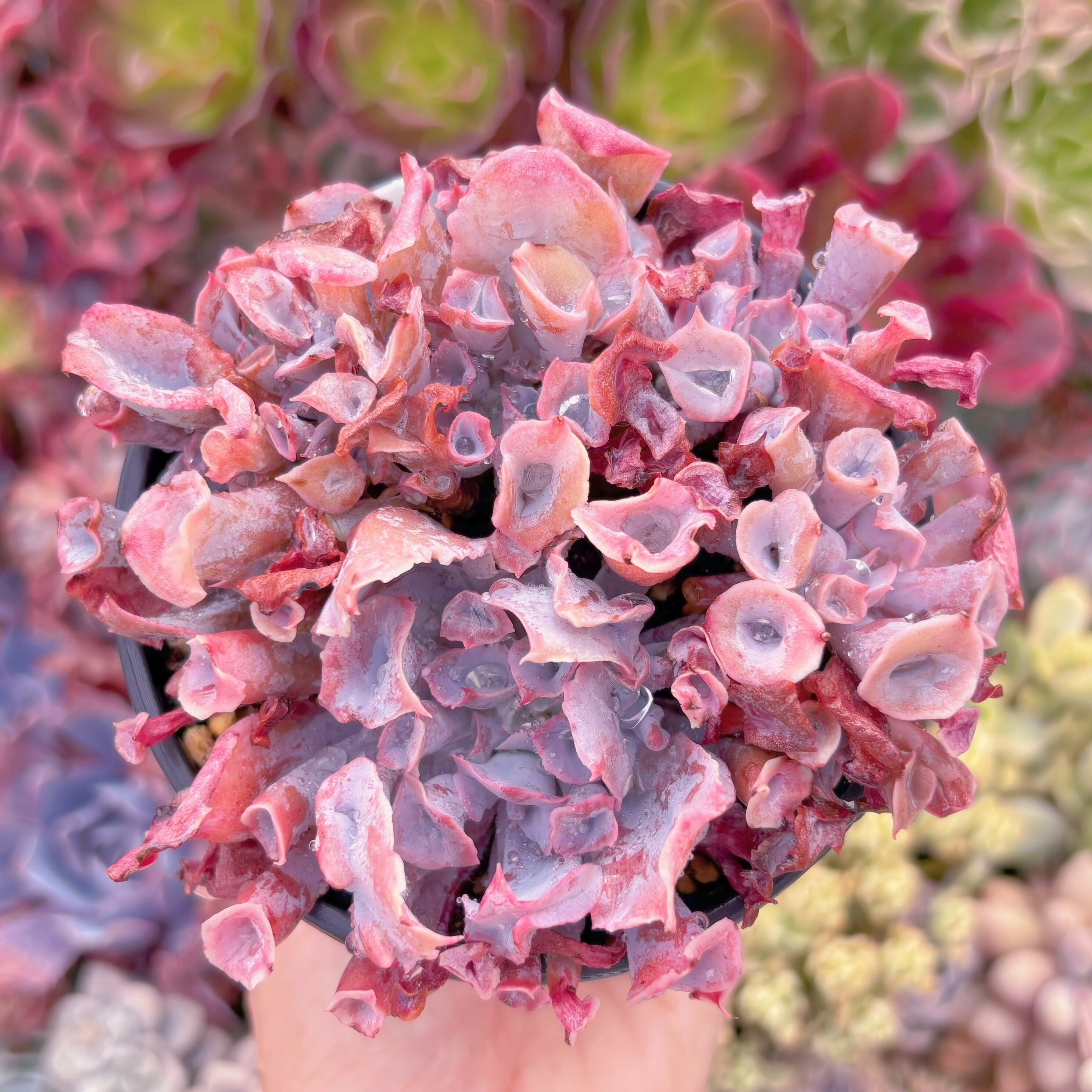 現品　魔笛#1131　るる農園