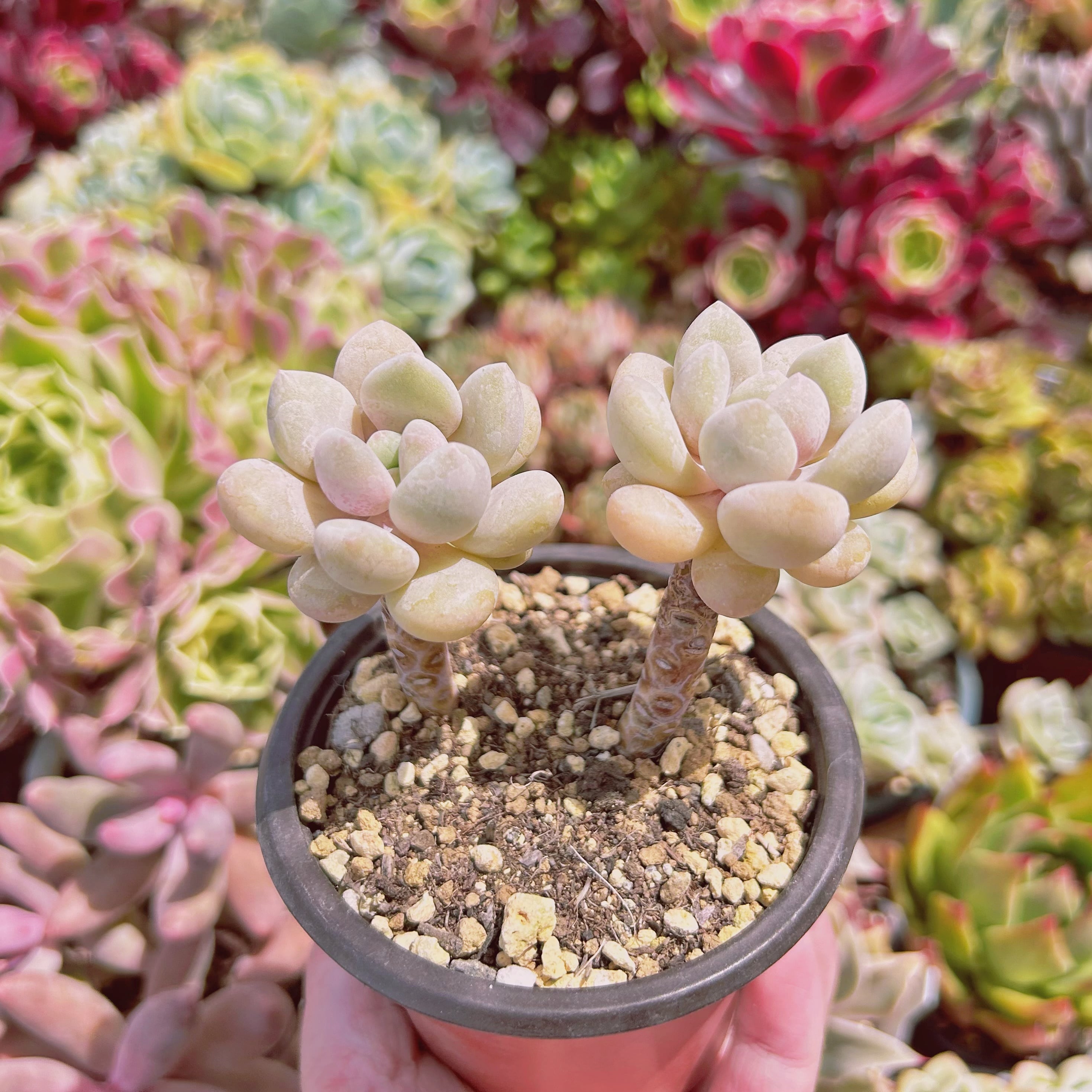 Top【選抜株】多肉植物　25088バブル　クロス　24個　鉢無し/脱土 609現物 多肉植物 バブルキャンディ 抜き苗 | るる農園~多肉植物専門