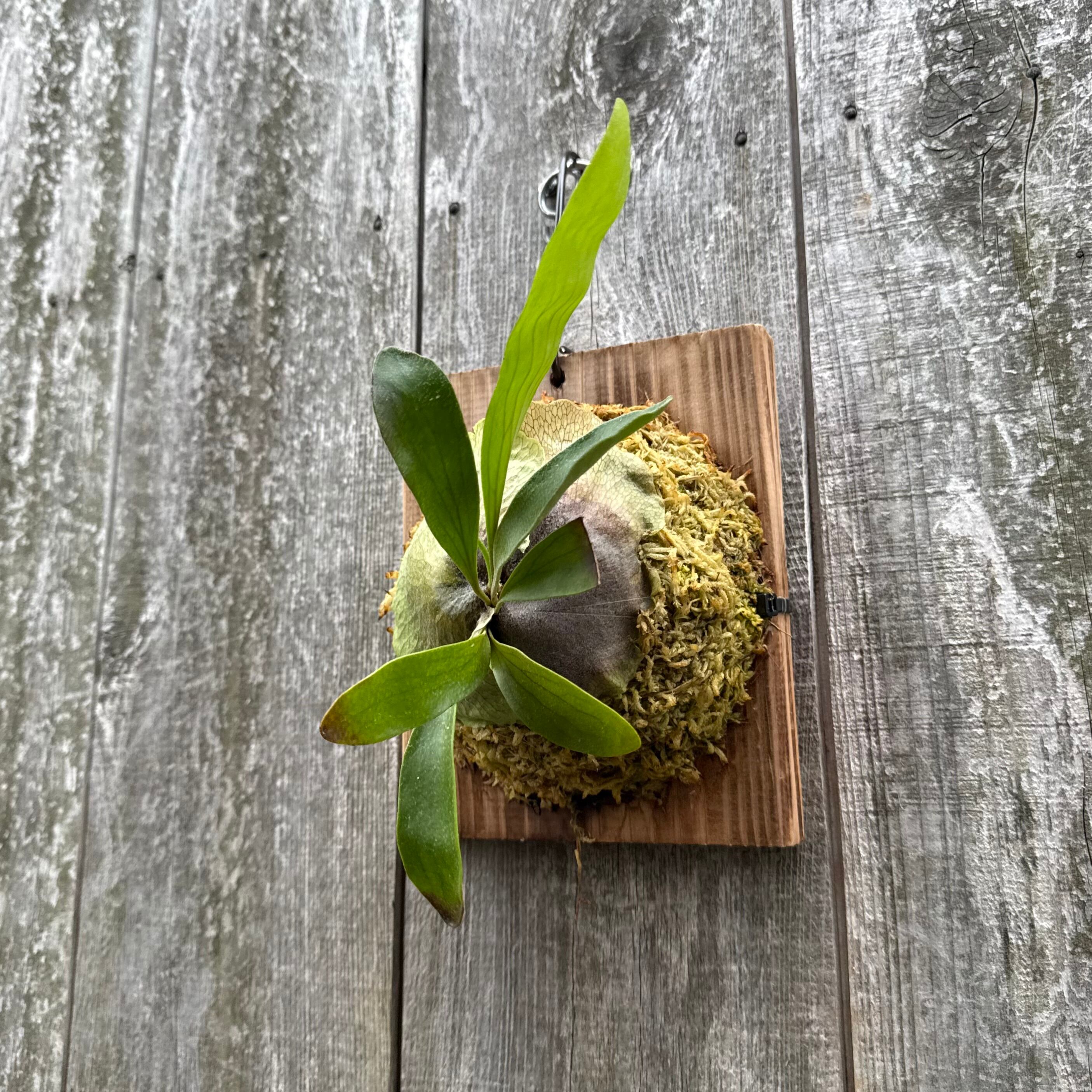 P.volcano 12th oasis sporeling | naturefix