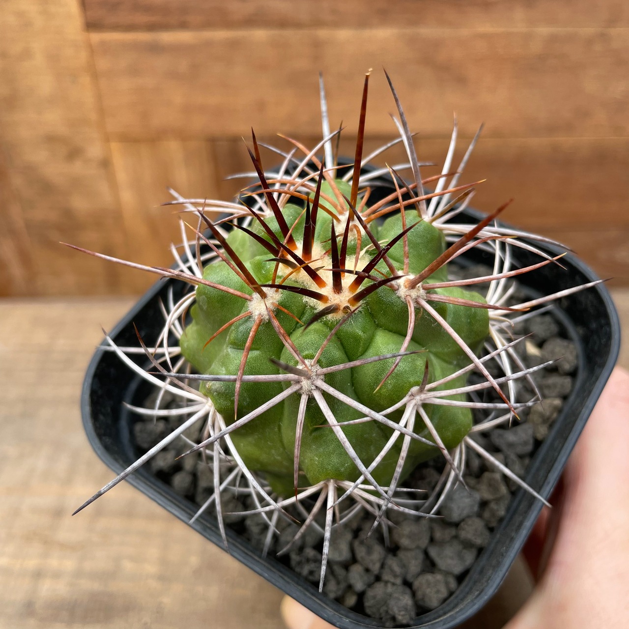 Copiapoa alticostata【コピアポア・アルチコスタータ・実生】