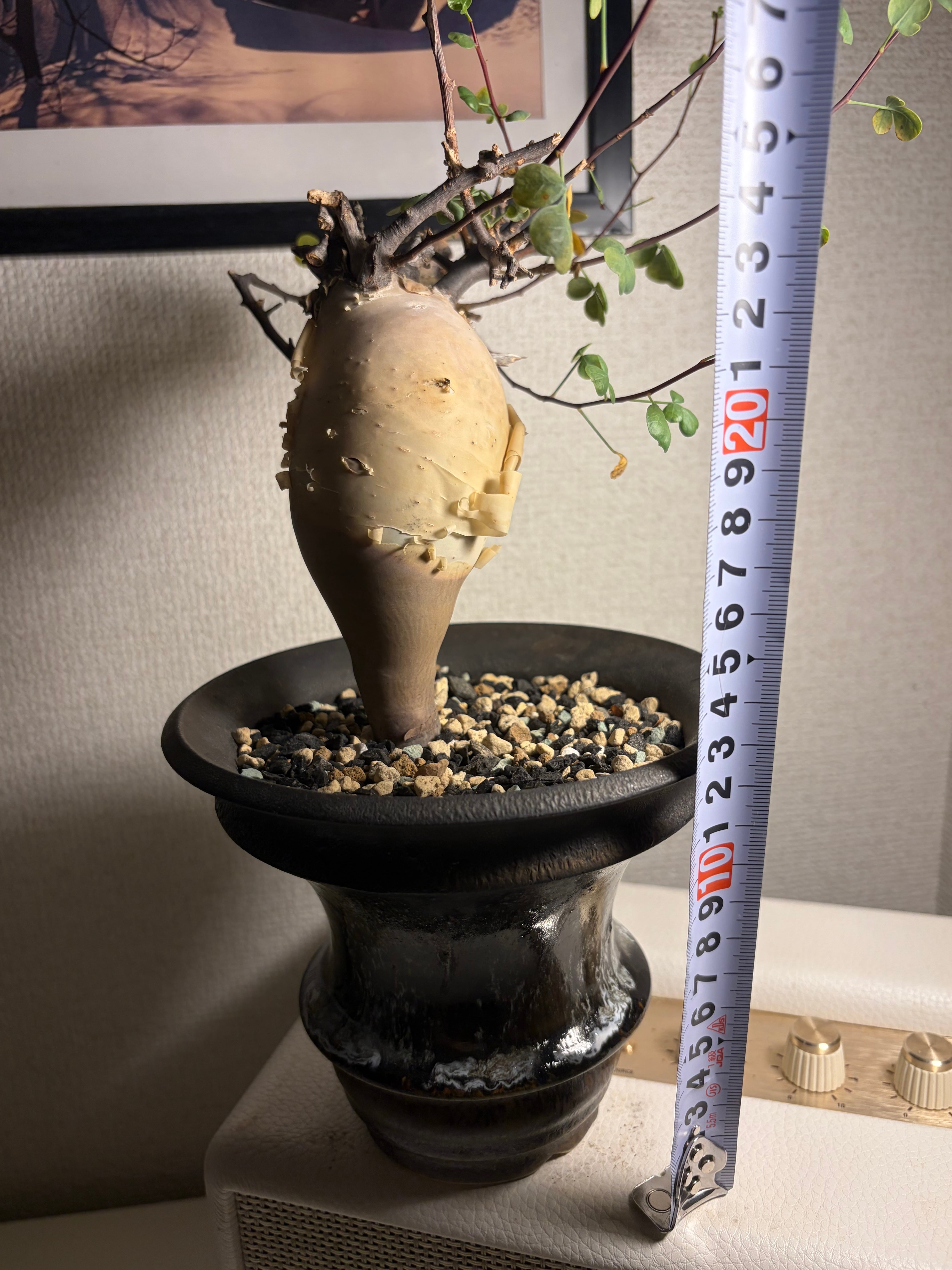 丸いコミフォラ カタフ ピュアソマリア カタチ製作所の鉢付 アデニア