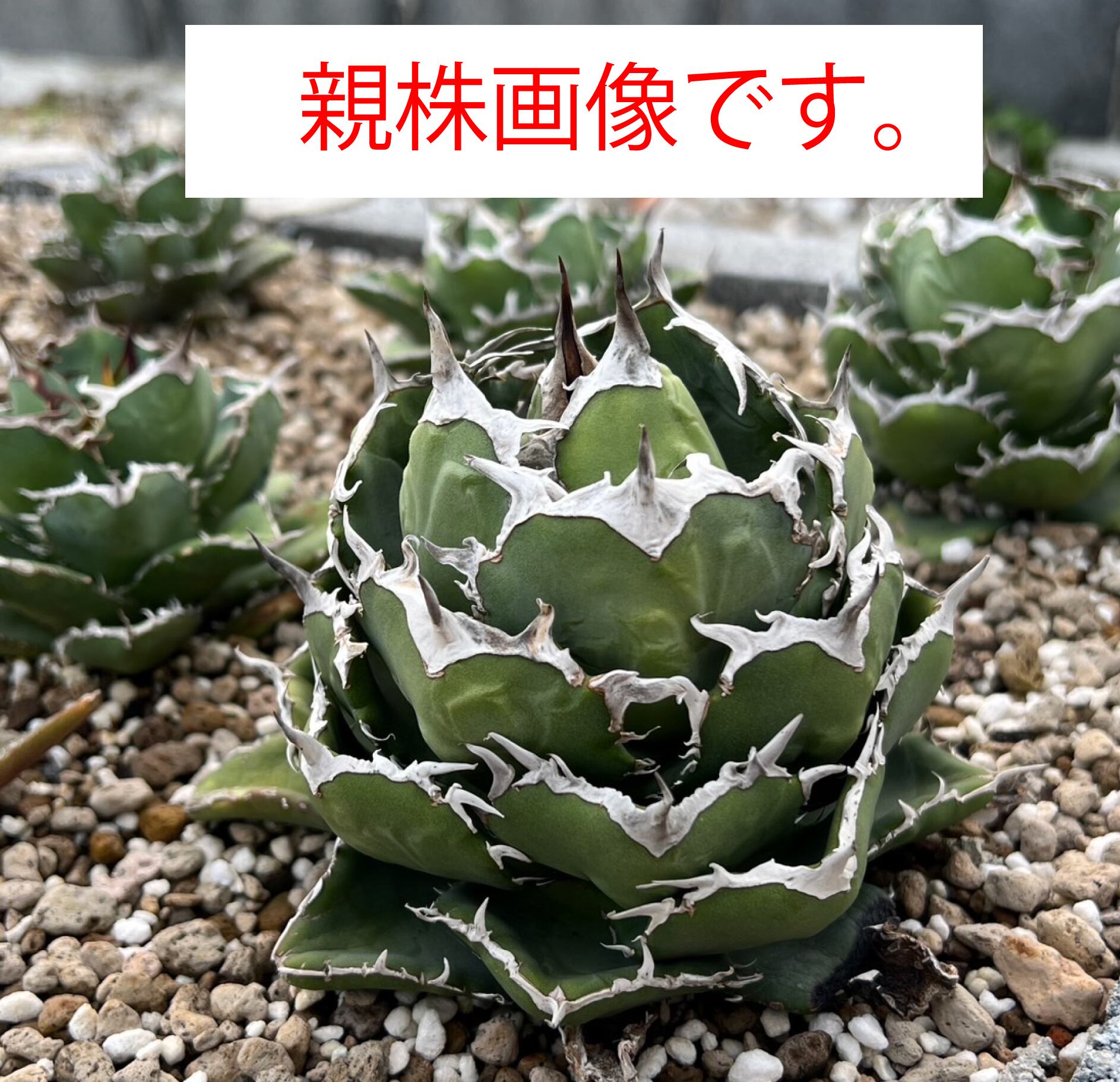 アガベ チタノタ Chum | ThaiPlanTs アガベ チタノタ Chum | ThaiPlanTs