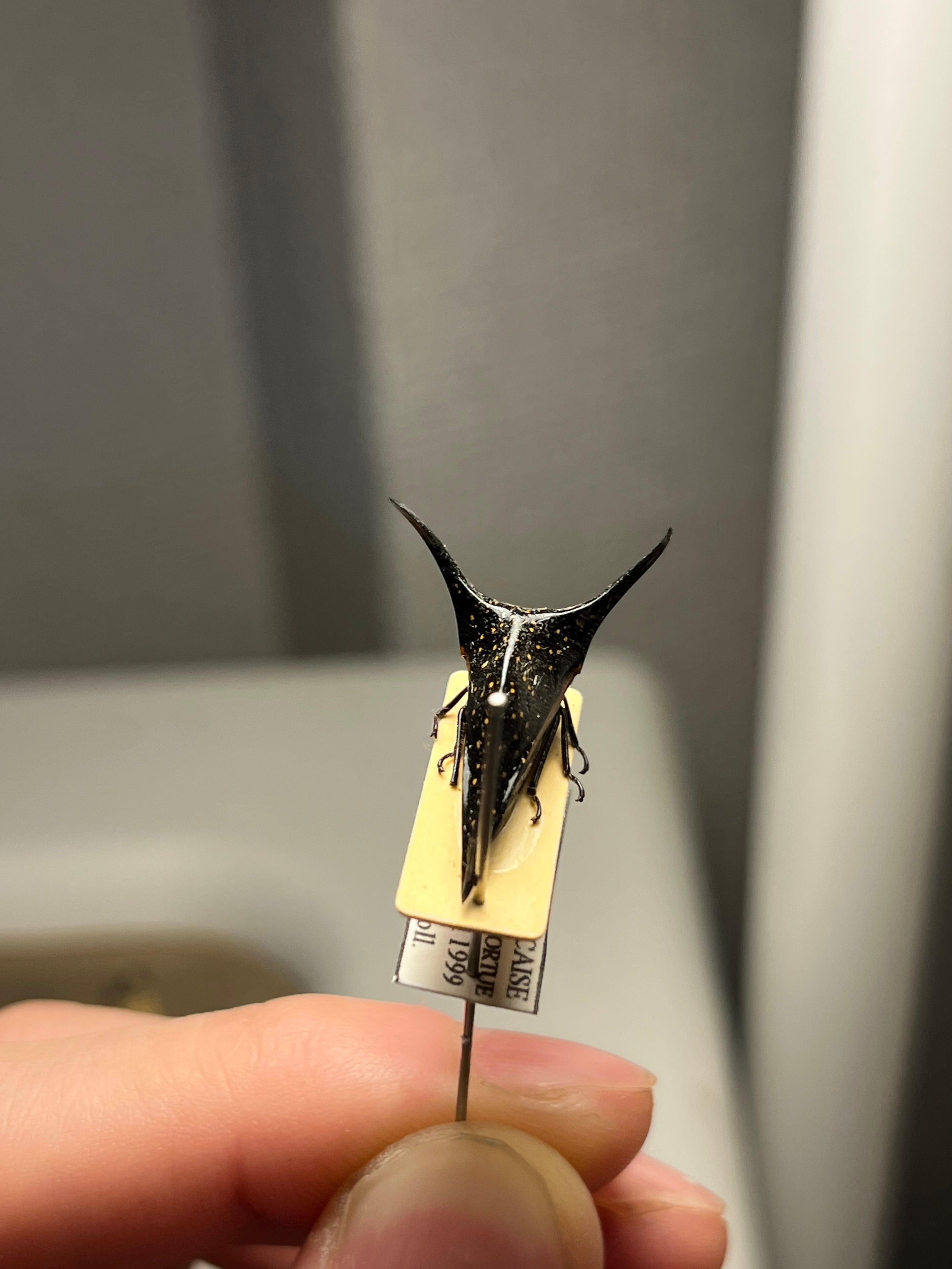 【完璧髑髏】パンダヘルメットツノゼミ ハゴロモ　標本.セミ ホタル 蛍 角蝉最大種】Hemikyptha marginata ツノゼミ セミ ホタル 蛍 タマムシ