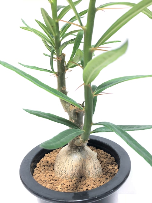 Pachypodium succulentum　パキポディウム サキュレンタム　天馬空   塊根植物  コーデックス