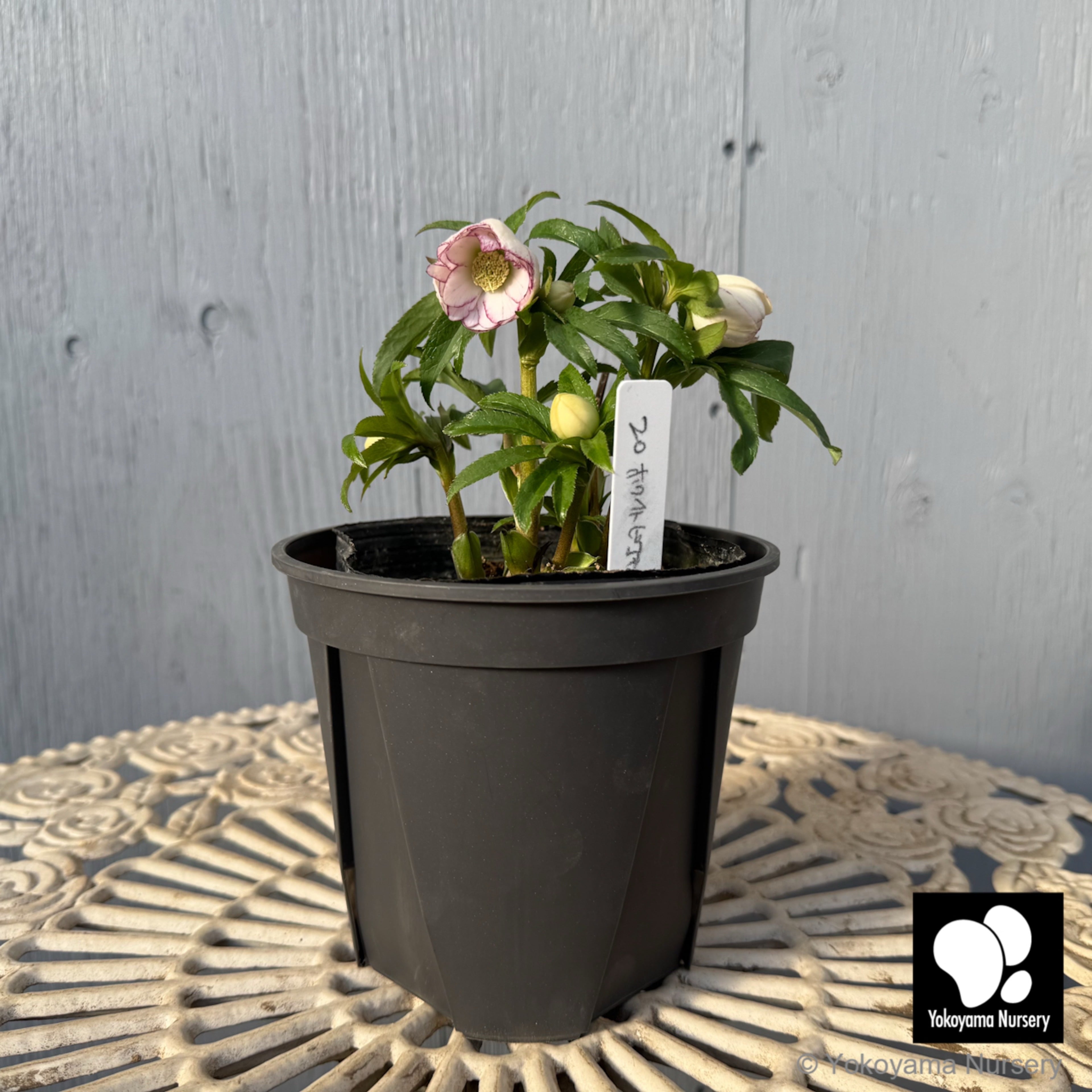 【フォロワー様5%引済】ルクルーゼ ハート ベア フラワー ノブ ライトゴールド フォロワー様5%引済】ルクルーゼ ハート ベア フラワー ノブ ライト