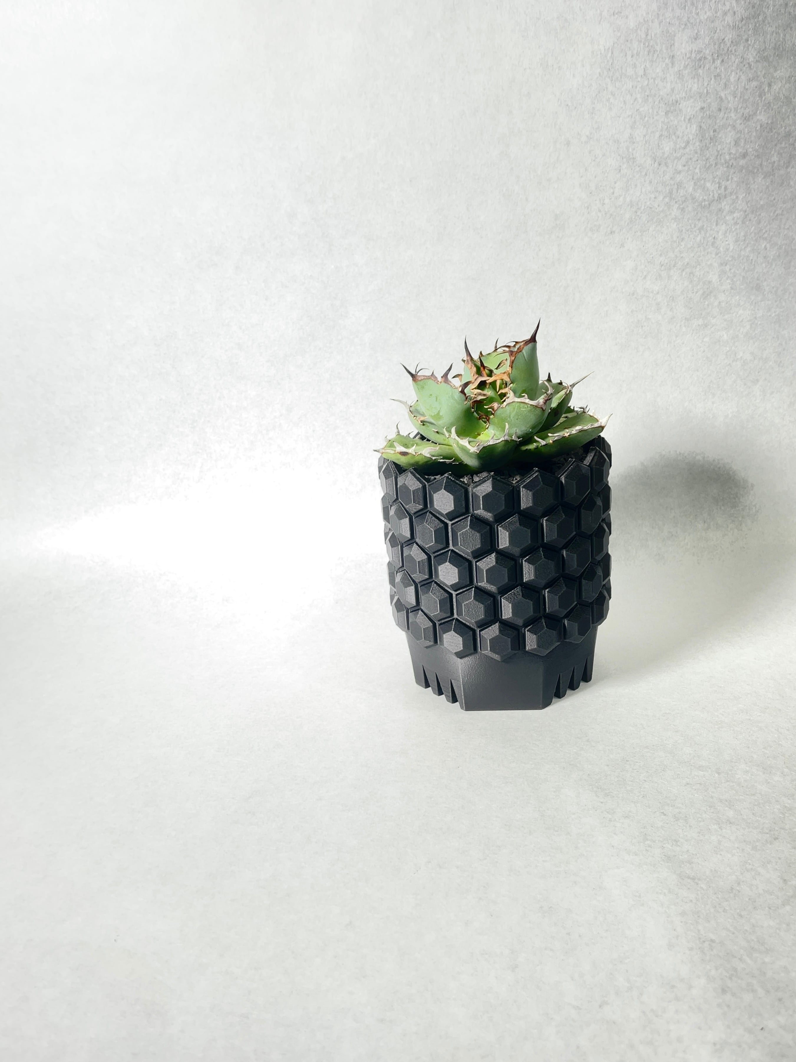 アガベ・黒鯨 | trigger