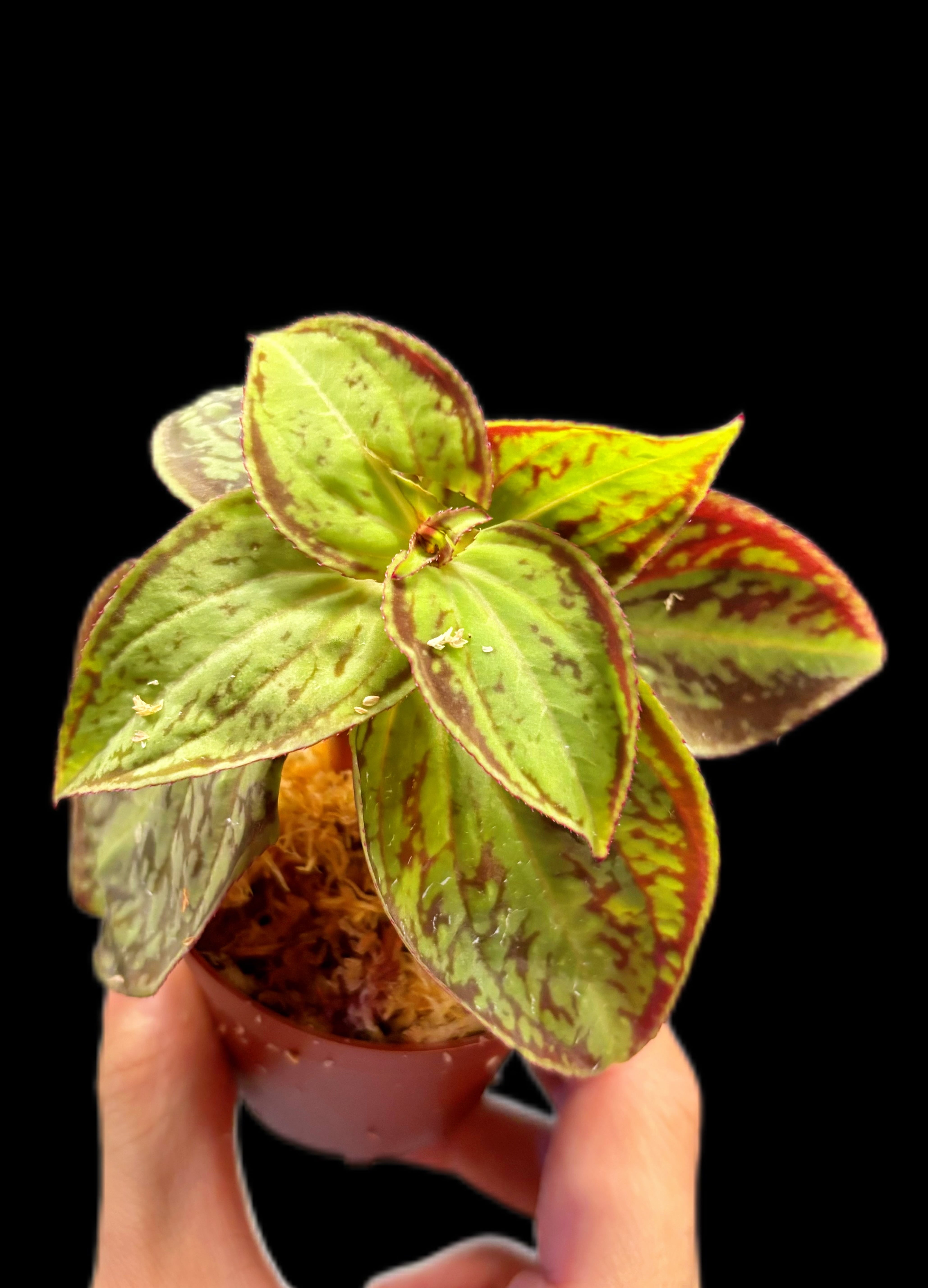 P. veitchii AR #1 (pup) Select 【artPLANTs】 ビカクシダ/コウモリ