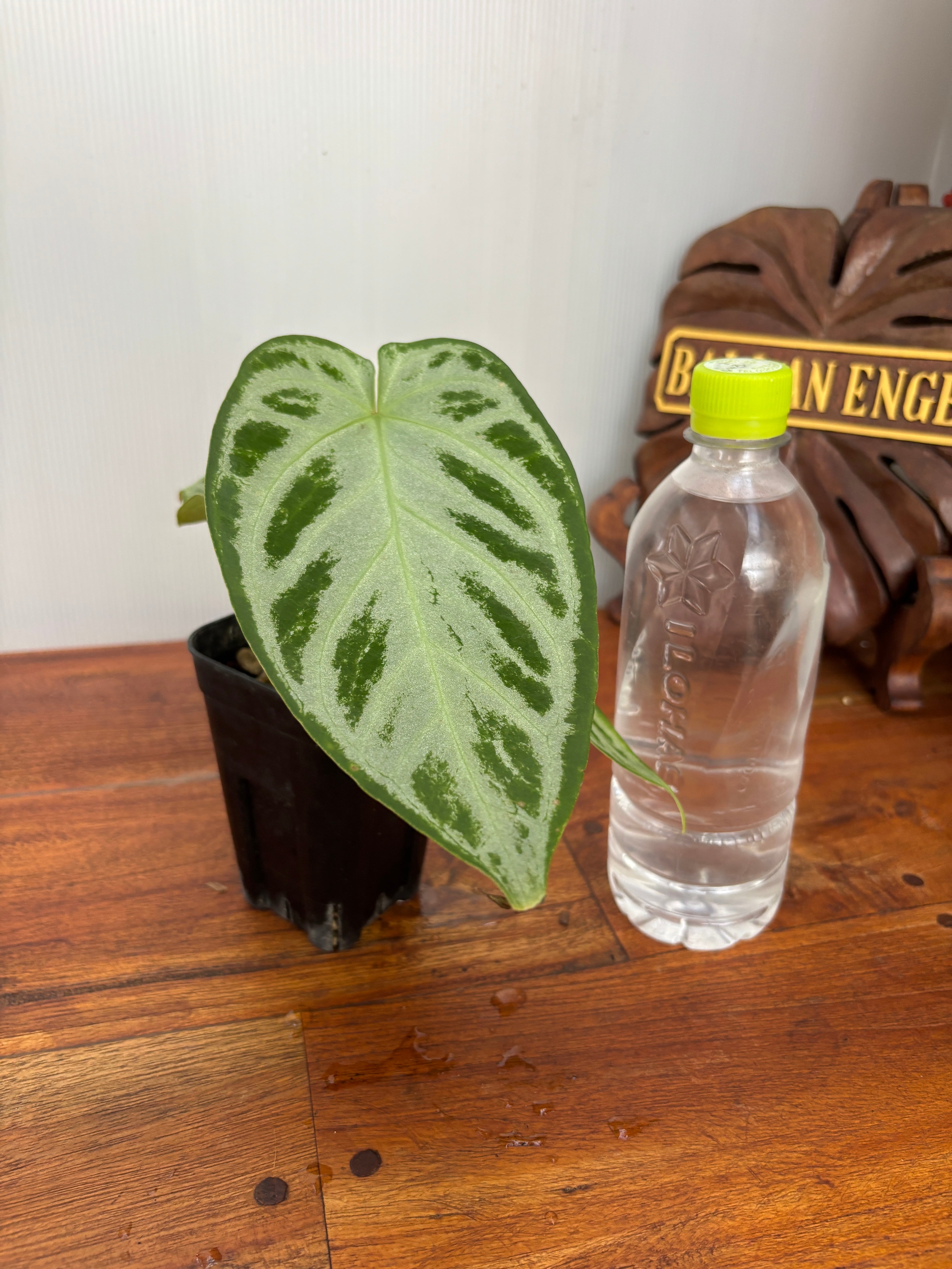 Anthurium | BA PLants