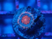 Loadhowensis Baby "Red" 15