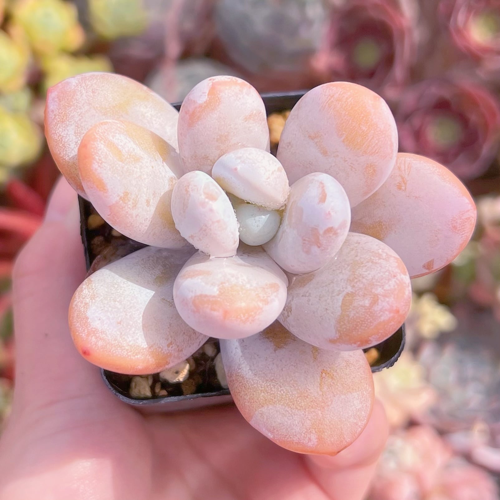 現品　雪美人#096   るる農園