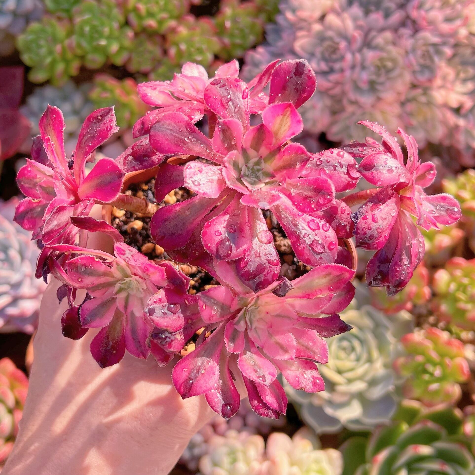 現品　ブラックチェリー#2025　群生　新入荷