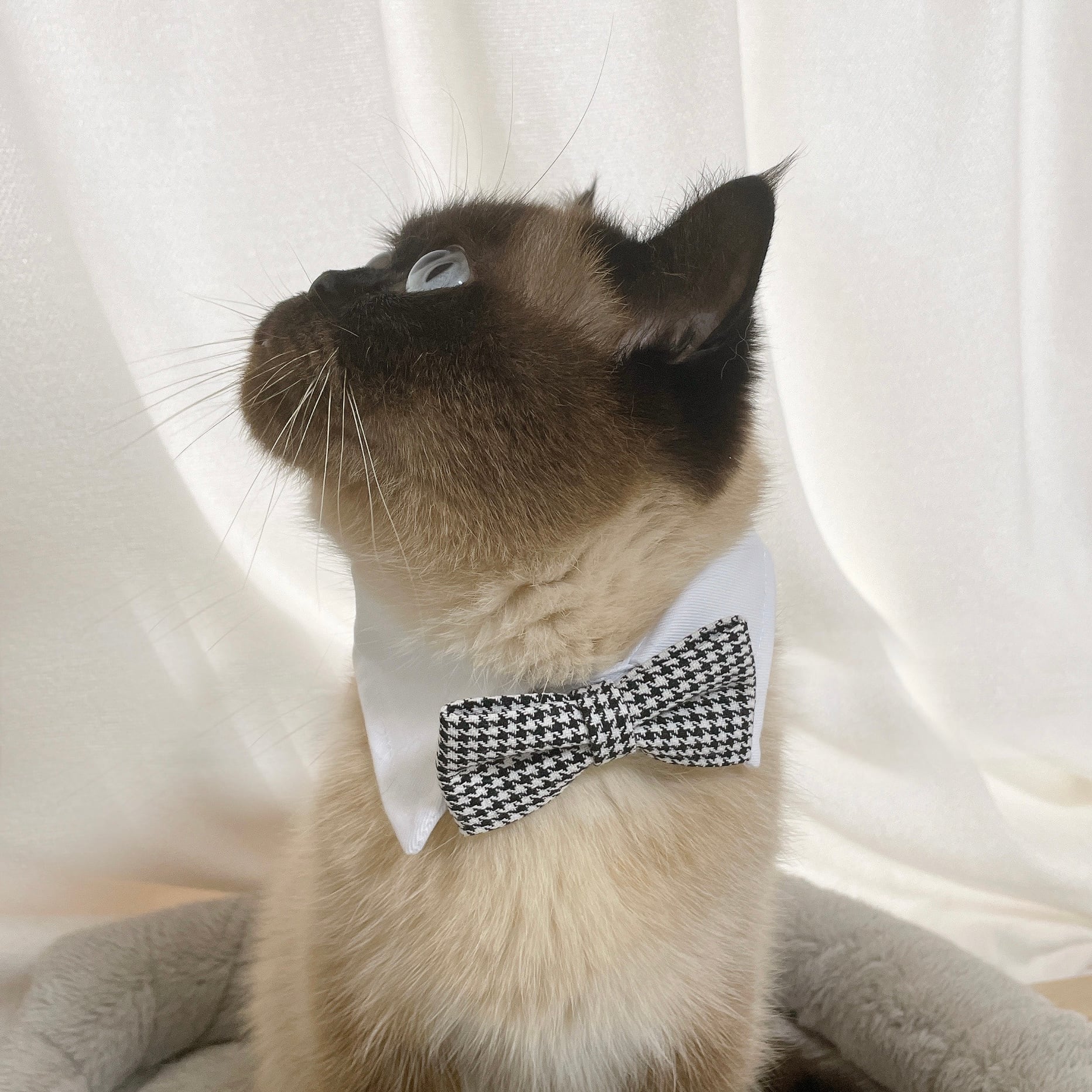 襟付き蝶ネクタイ 猫 首輪 リボン チョーカー | nyanpets 猫グッズ専門店