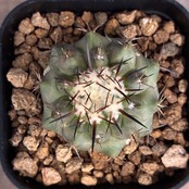 【Copiapoa】サボテン　コピアポア　黒王丸実生【356】