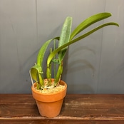 洋ラン　カトレア　C.trianae(splash'Mooreana'x pincelada'Flecha's Rojas')【978】