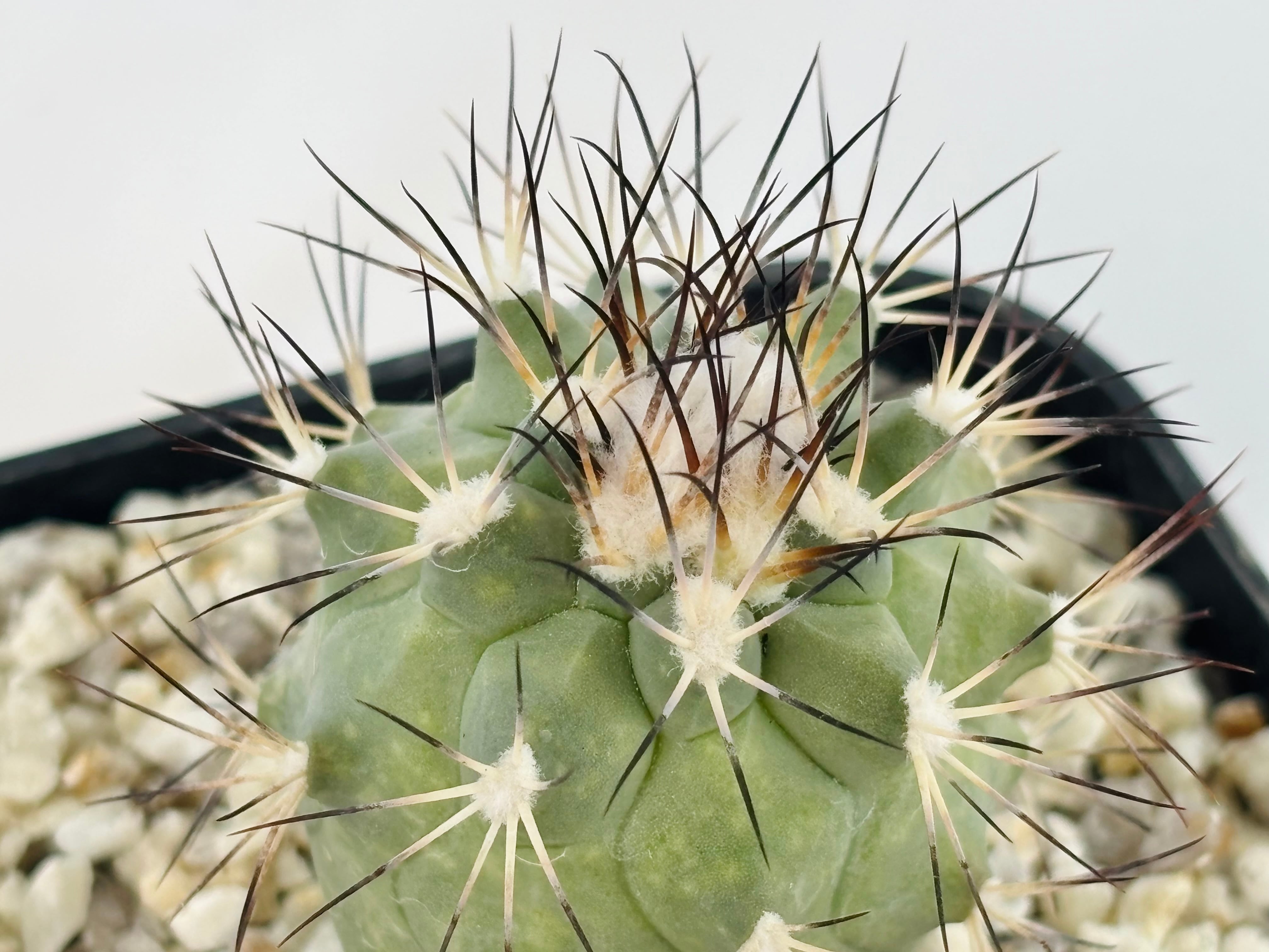Gymnocactus gielsdorfianus ギムノカクタス 黒槍丸 サボテン | plants
