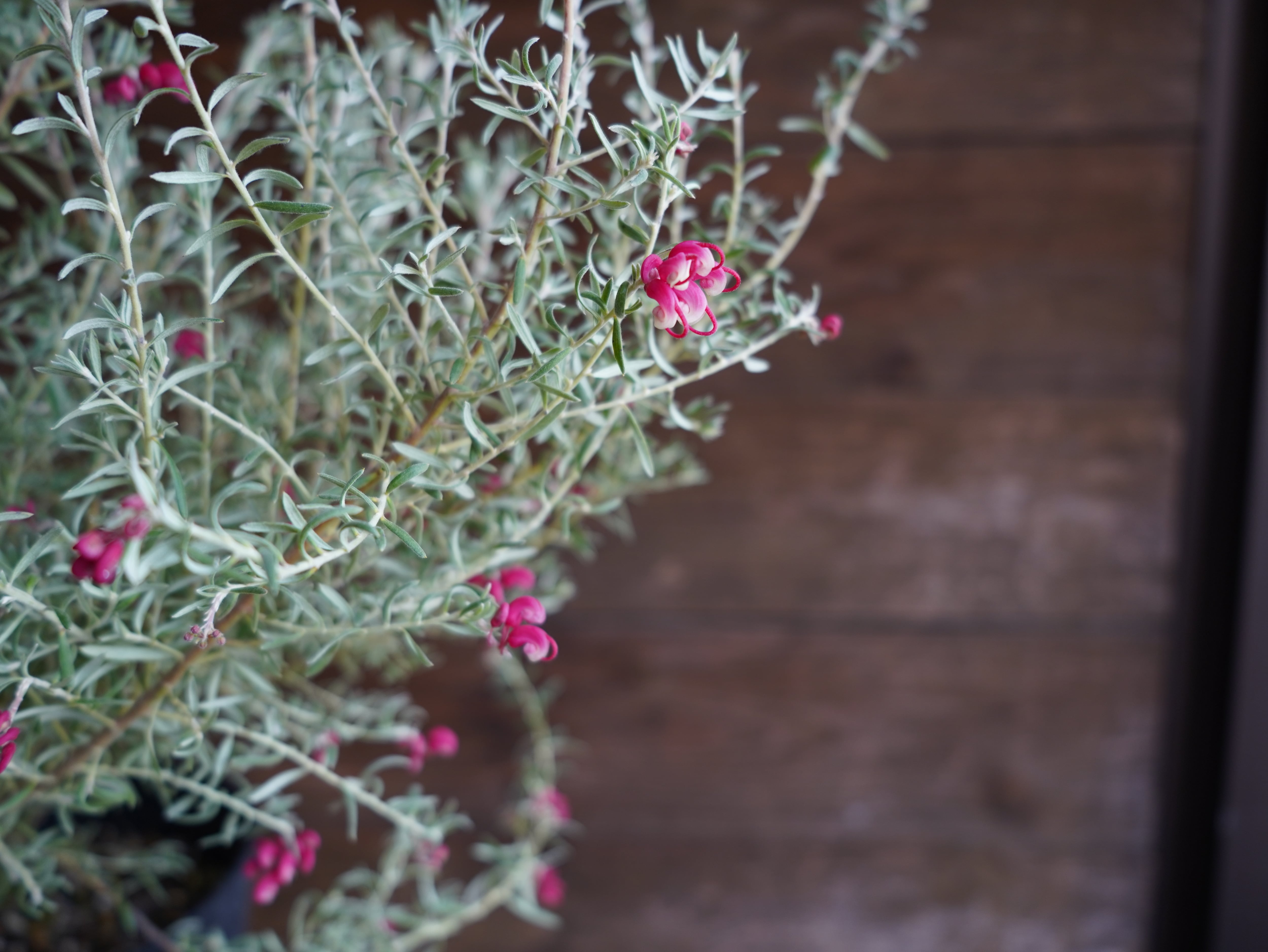 【現物】グレビレア ”プーリンダイルミナ” B