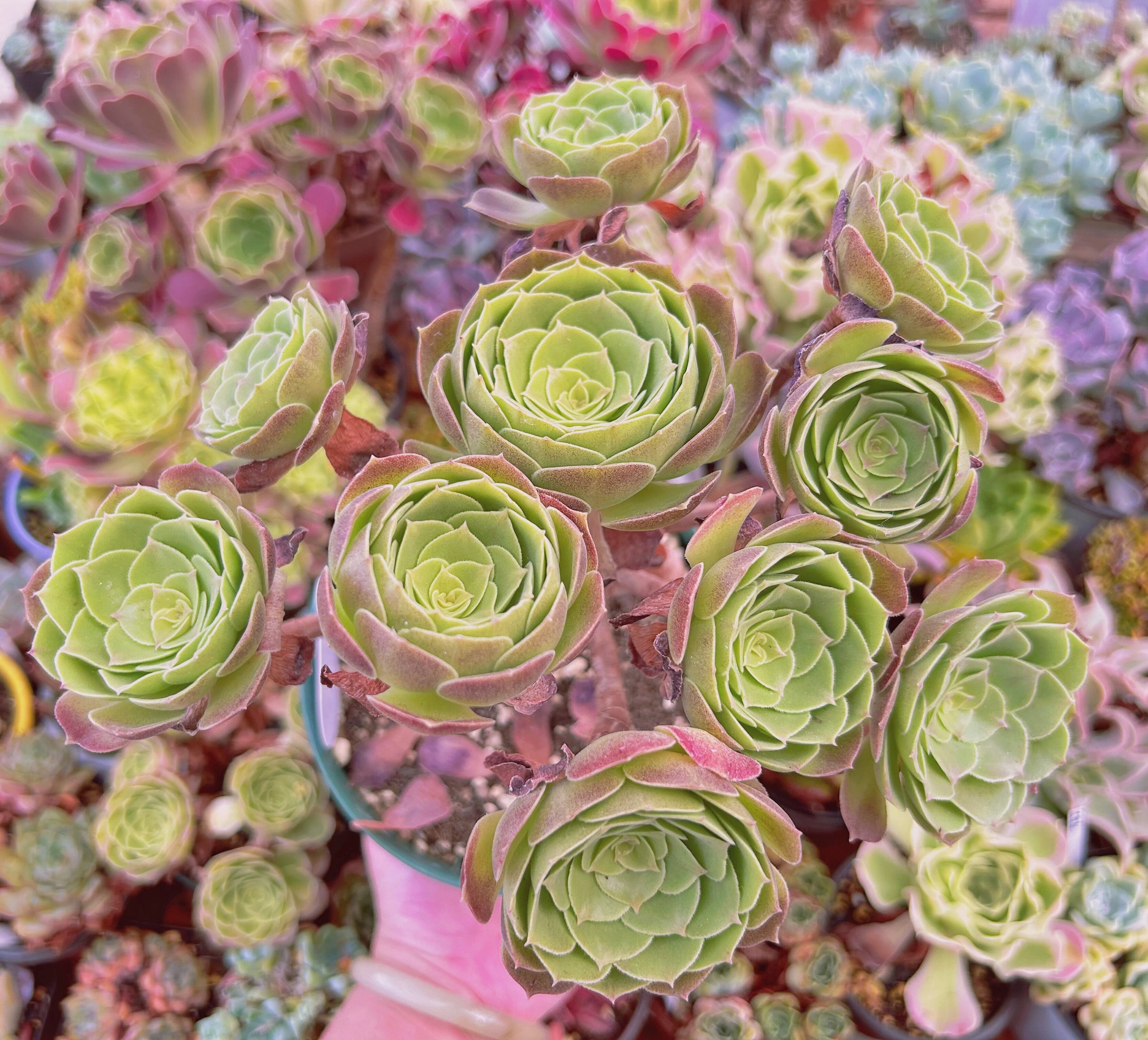 現物　多肉植物　ハロウィン　特大　抜き苗