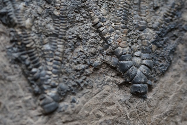 ウミユリ化石 Crinoid Fossil 1