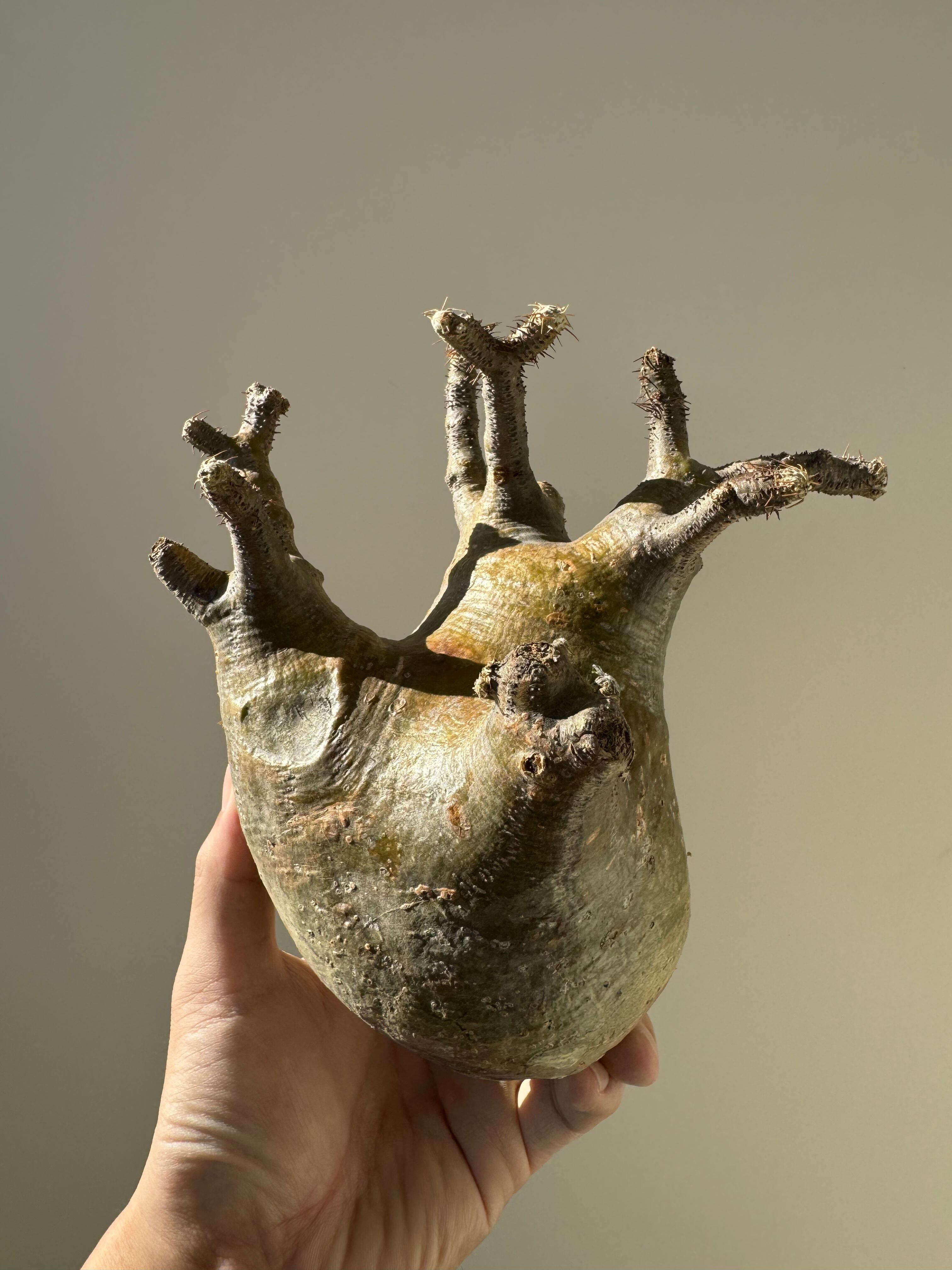 【新着】Pachypodium rosulatum var. gracilius e1 【新鮮・大きめベアルート株】パキポディウムグラキリス