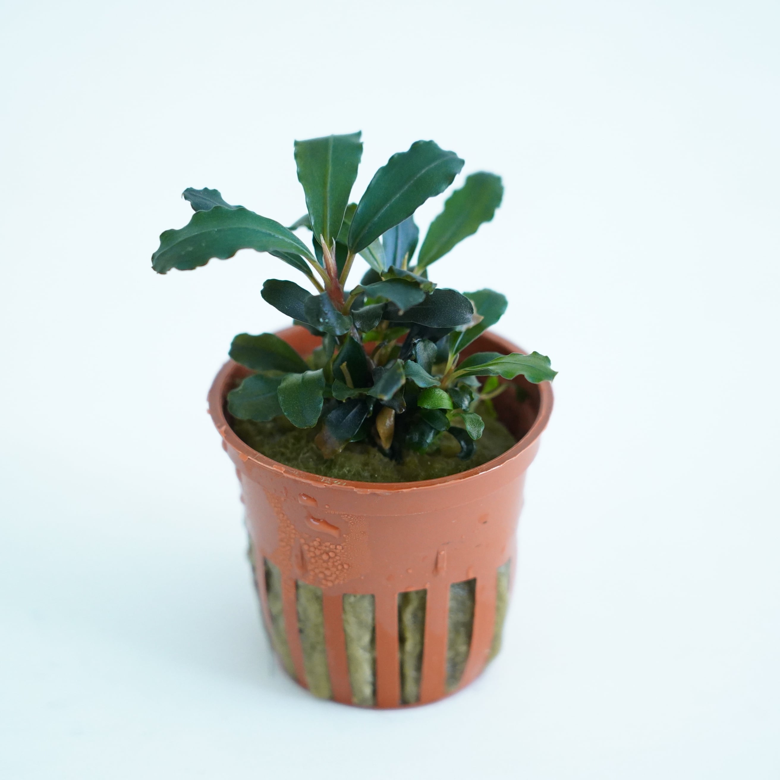 ブセファランドラ レッド【熱帯植物】 苔テラリウム作製用素材◇L