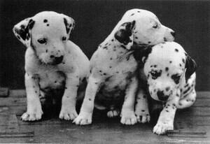 ダルメシアン アメリカ直輸入ポストカード