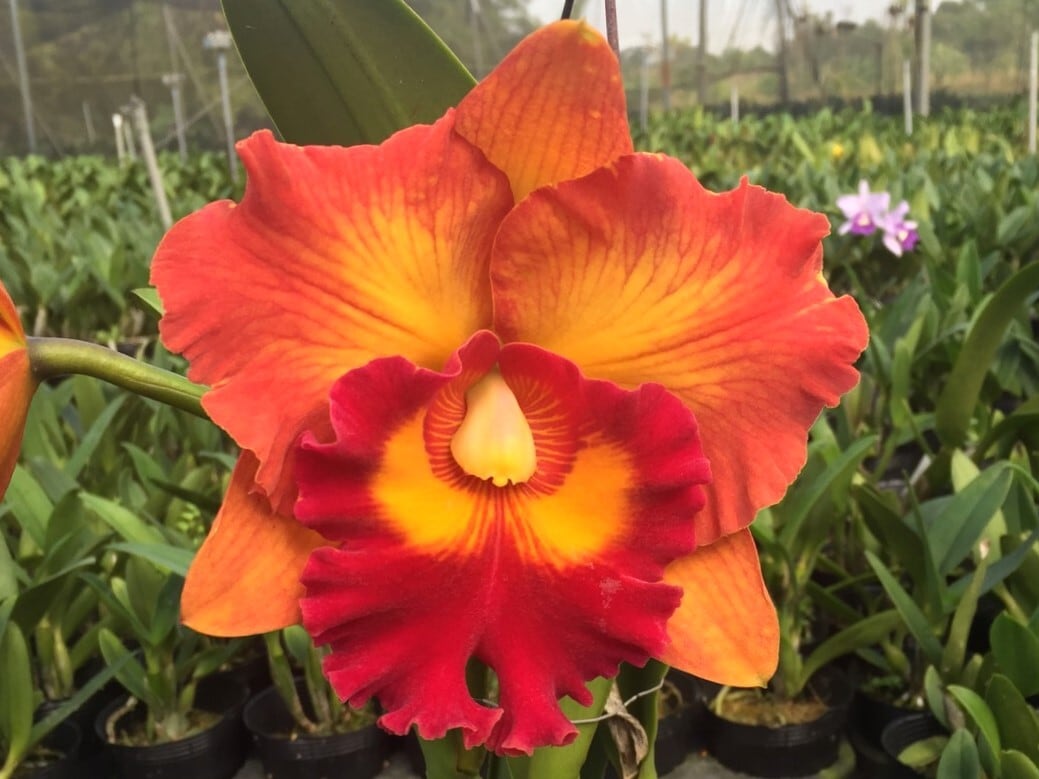 Rlc. Nakornchaisri Delight 'No.2' | 新垣洋らん園