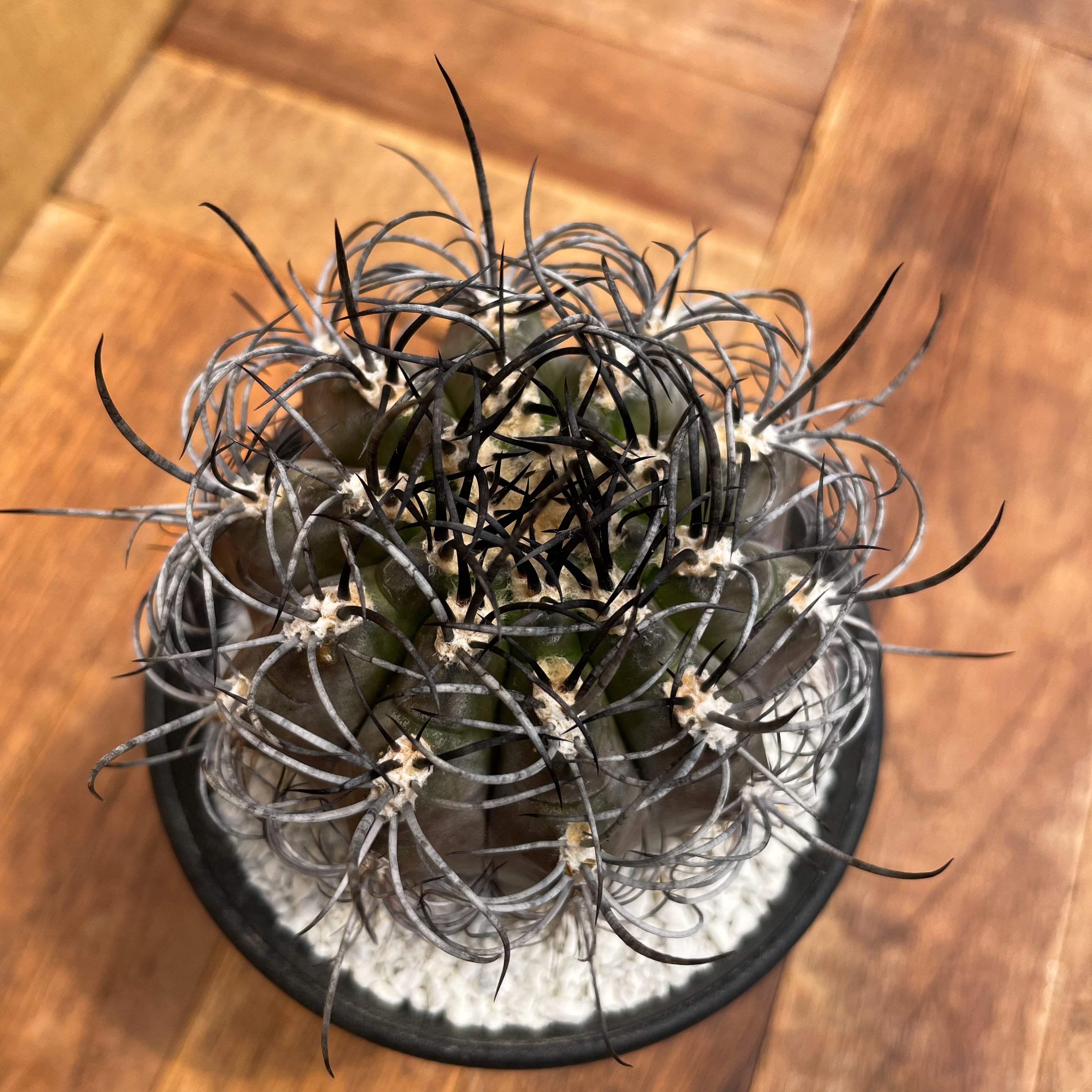 暗黒玉 Eriosyce Neoporteria clavat エリオシケ 旧ネオポルテリア 暗黒玉