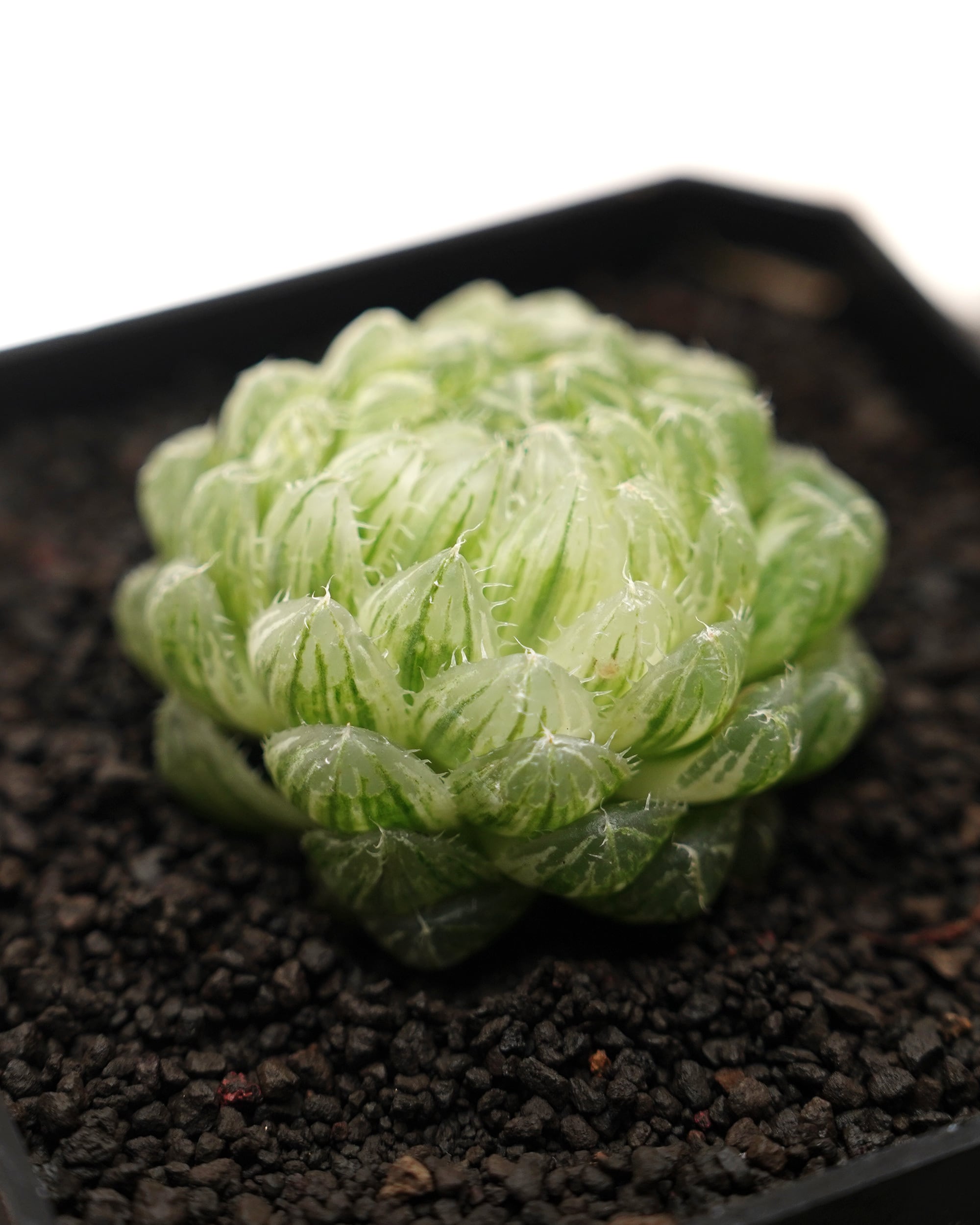 カット苗 ハオルチア 雲翠錦（エメラルドLED錦） Haworthia 'Emerald