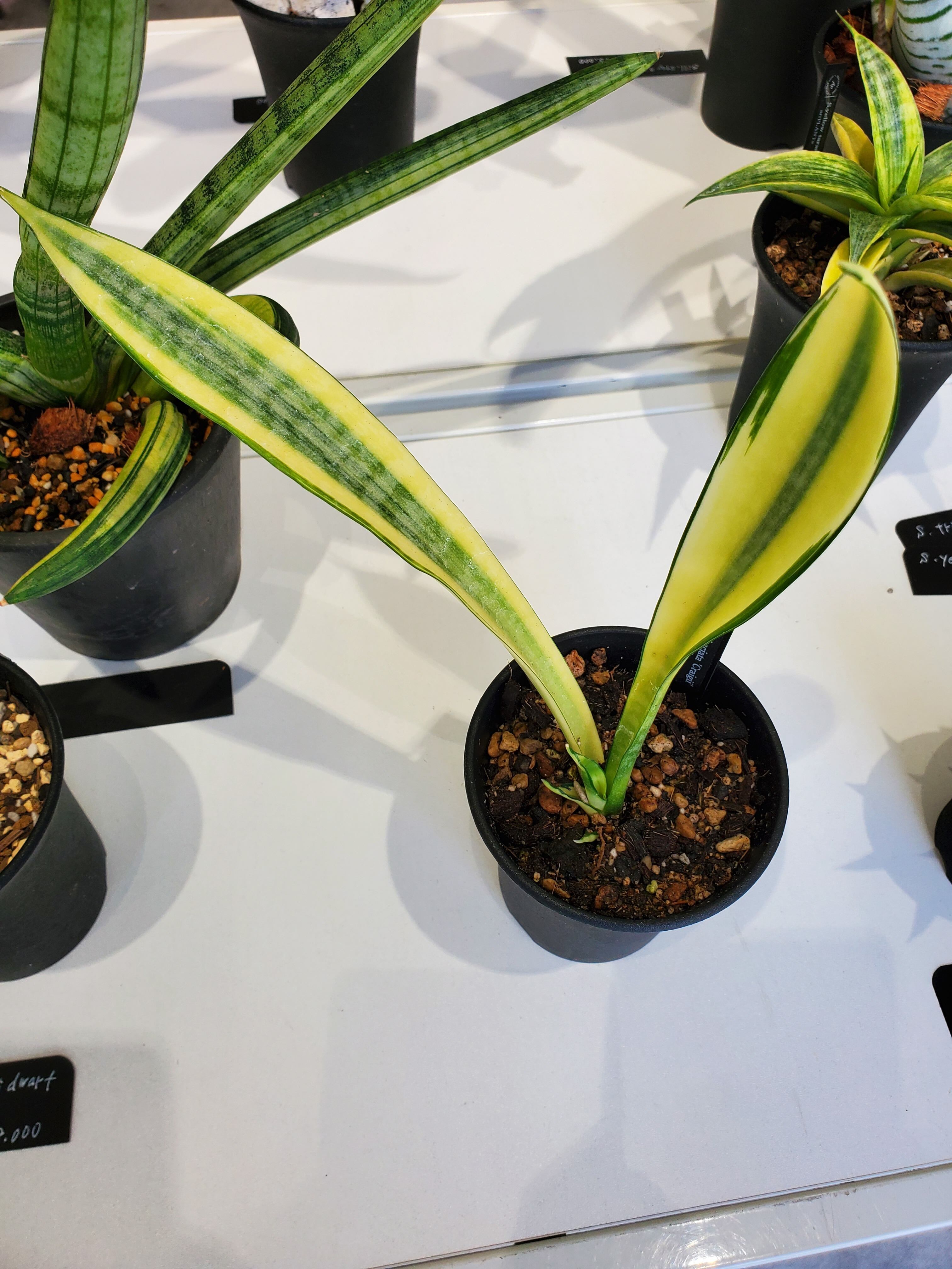 Sansevieria trifasciata craigii【artPLANTs】 サンスベリア