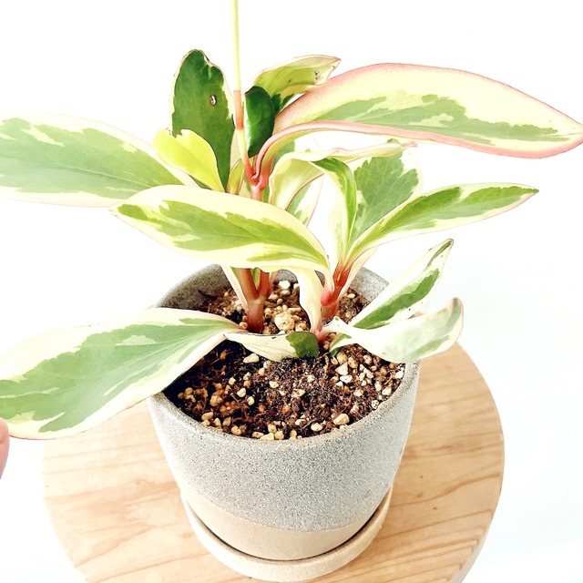 ◎希少植物 ペペロミア・ジェリーライト｜陶器鉢仕立て・4号鉢