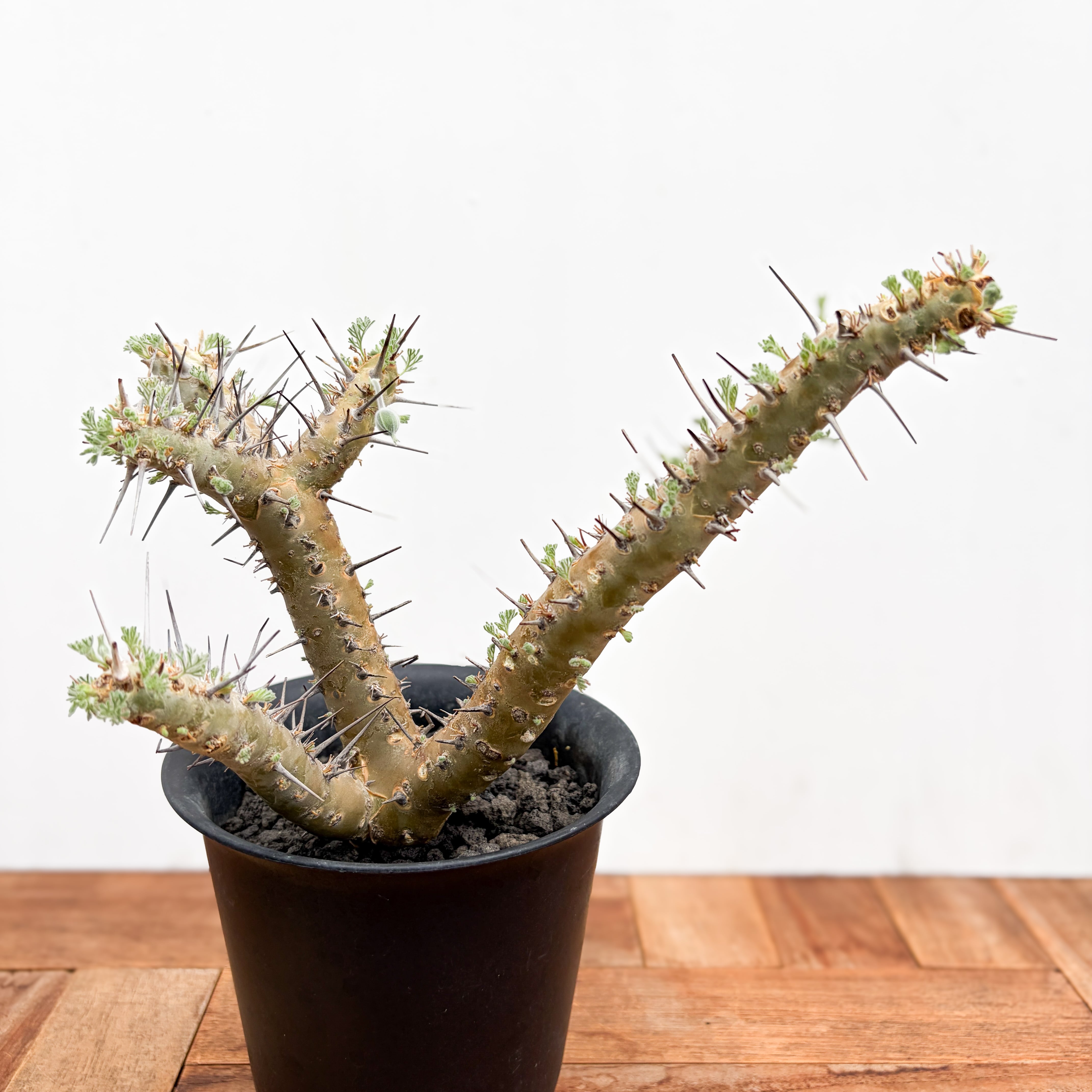 アローディア・アスケンデンス・親株・5号鉢 アローディア・アスケンデンス・親株・5号鉢 アローディア