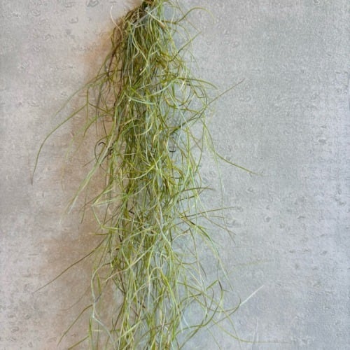 Tillandsia usneoides チランジア ウスネオイデス細葉タイプ
