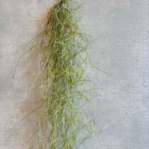 Tillandsia usneoides チランジア ウスネオイデス細葉タイプ