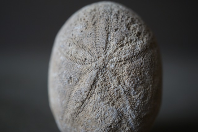 フランス産ウニ化石 Echinolampus ovalis 1598