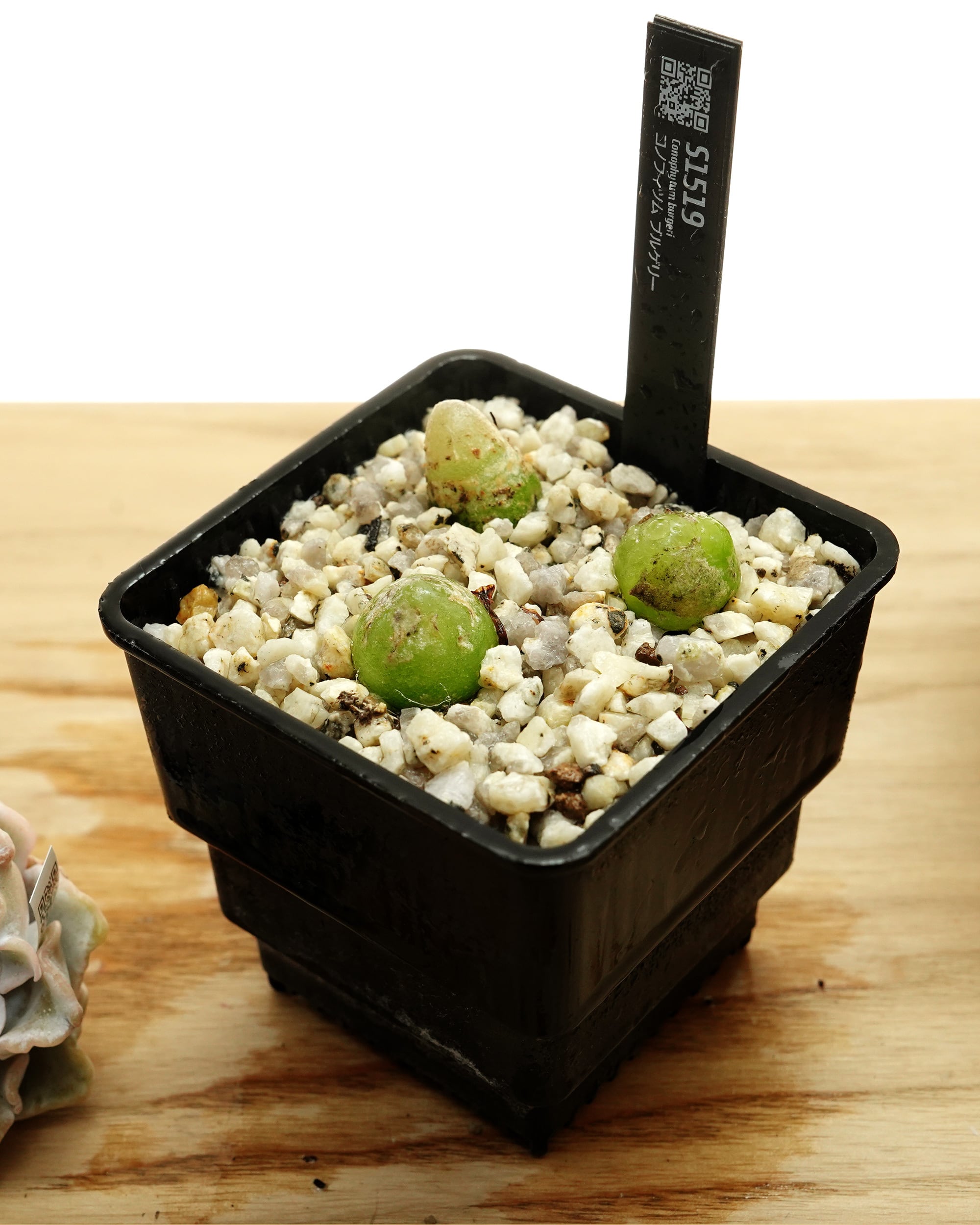 抜き苗 コノフィツム ブルゲリ | PUKUBOOK SUCCULENTS