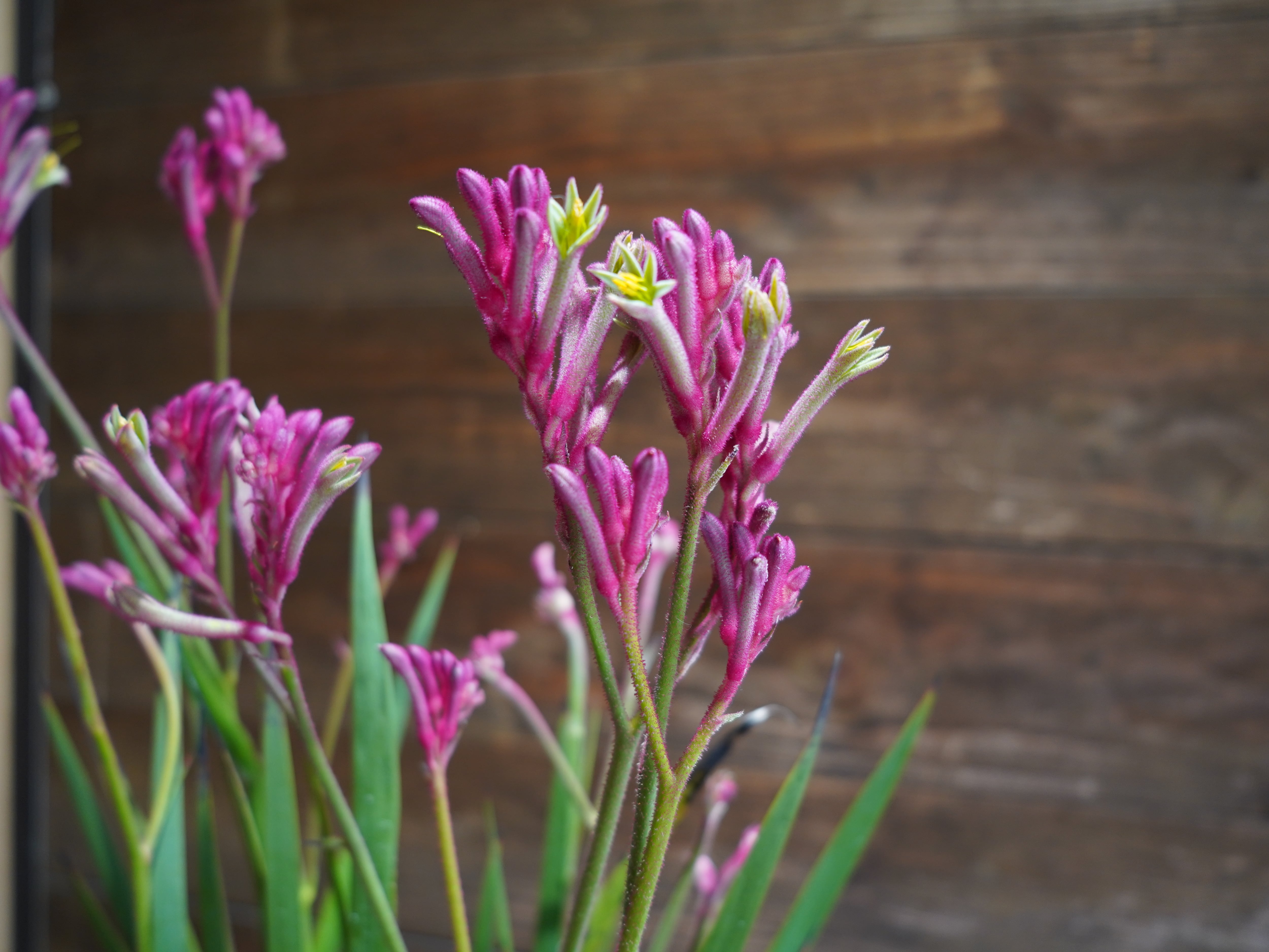 【現物】カンガルーポー（ピンク）