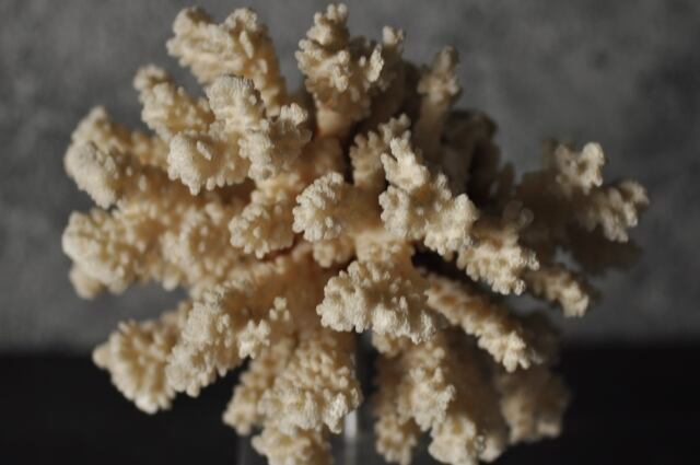アクリル台付き珊瑚