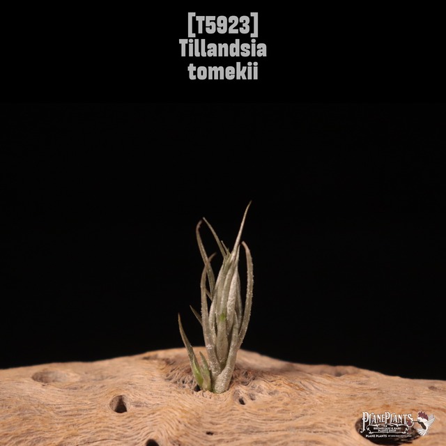 【送料無料】tectorum L〔エアプランツ〕現品発送T5482