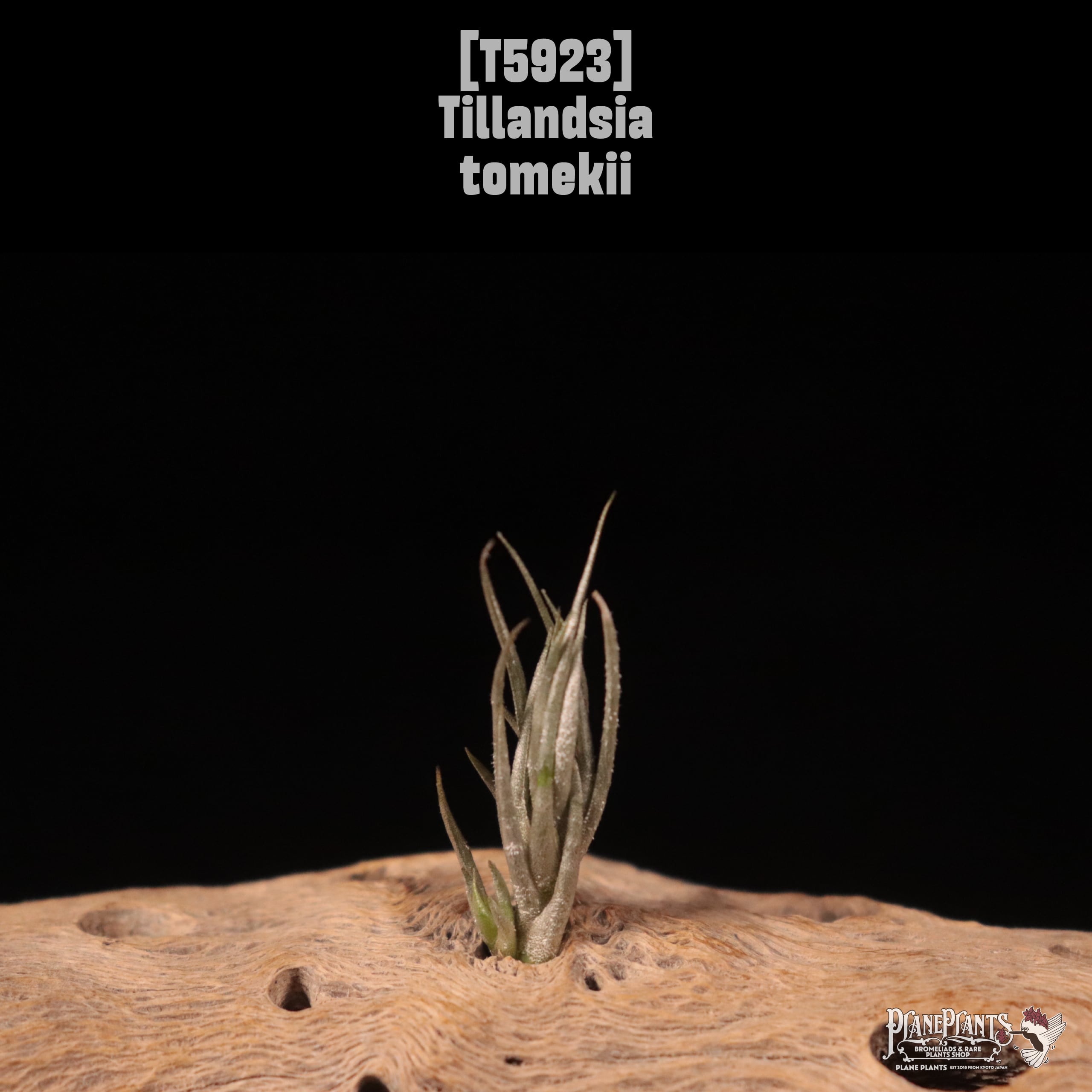 Tillandsia tomekii〔エアプランツ〕T5923